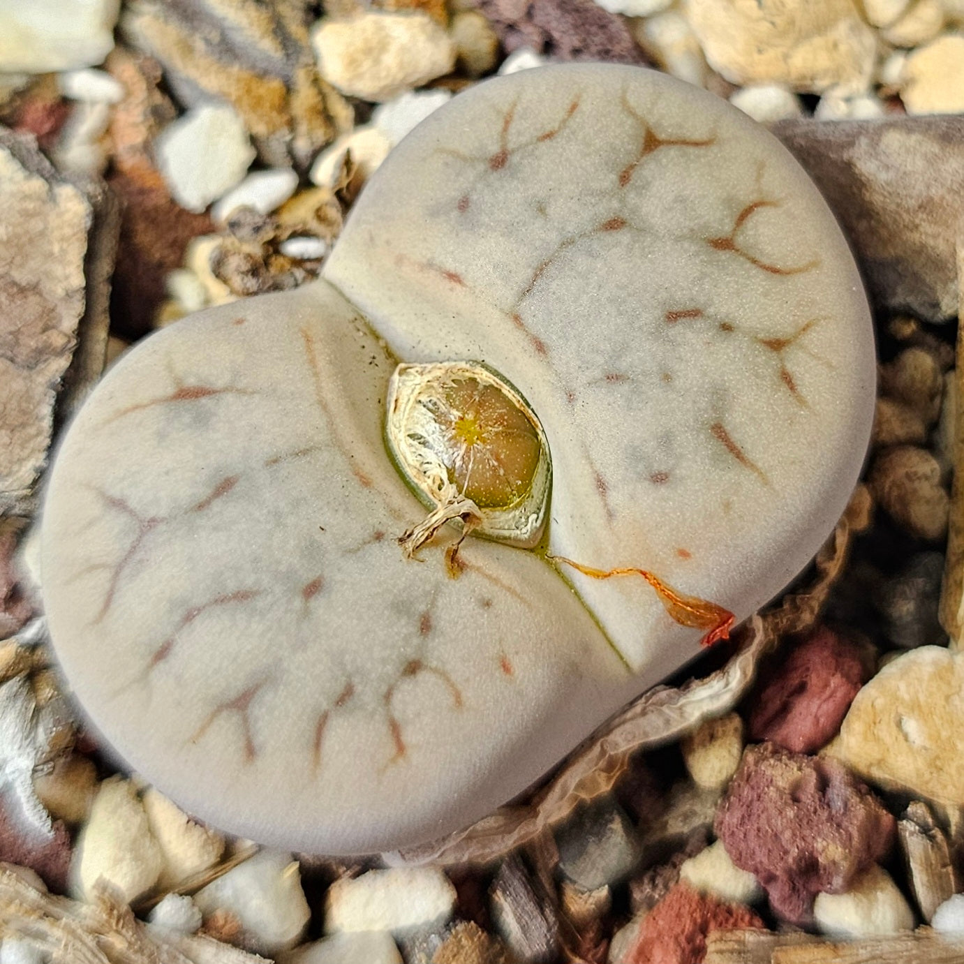 Lithops bundle (4 plants) – Natural Stone Mix