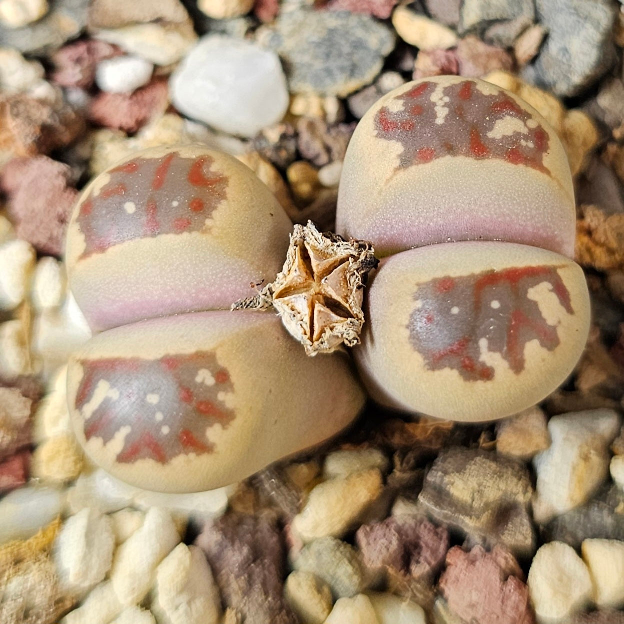 Lithops bundle (4 plants) – Natural Stone Mix