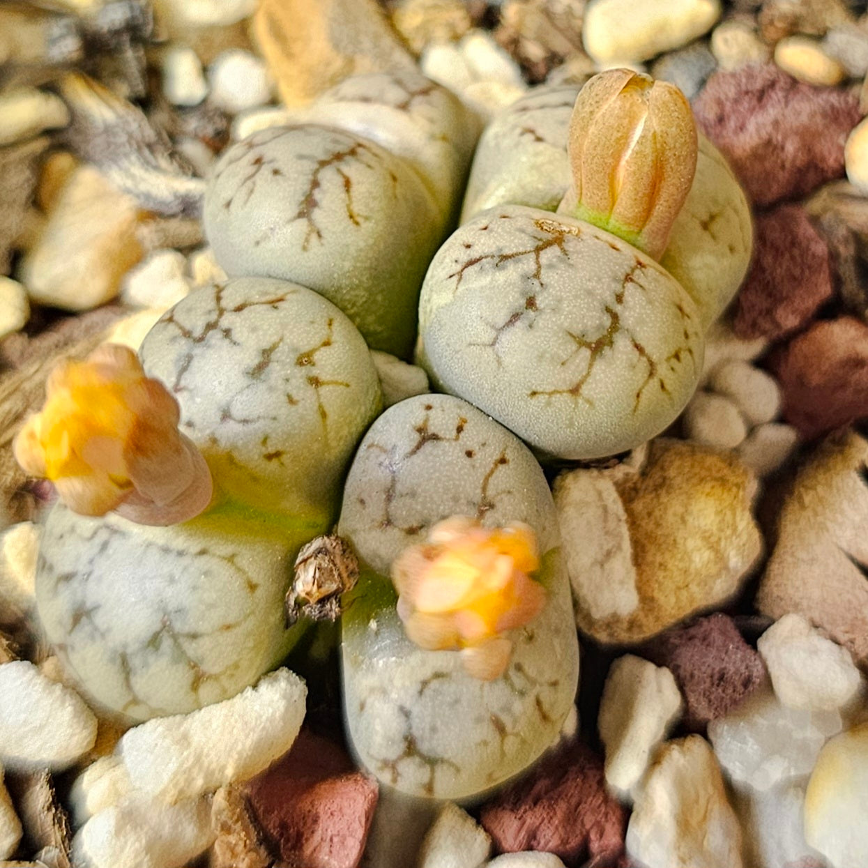 Lithops bundle (4 plants) – Natural Stone Mix