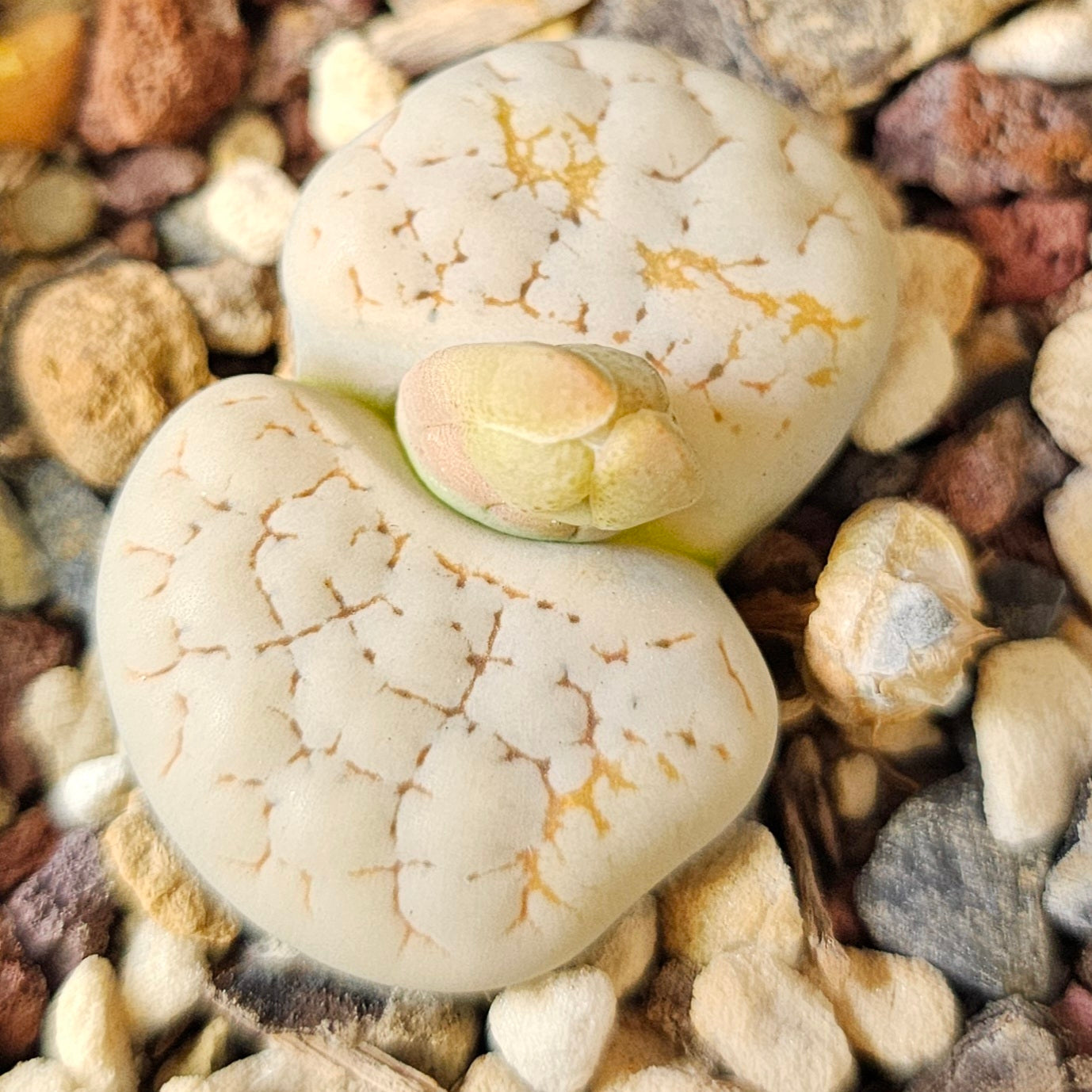 Lithops bundle (4 plants) – Natural Stone Mix
