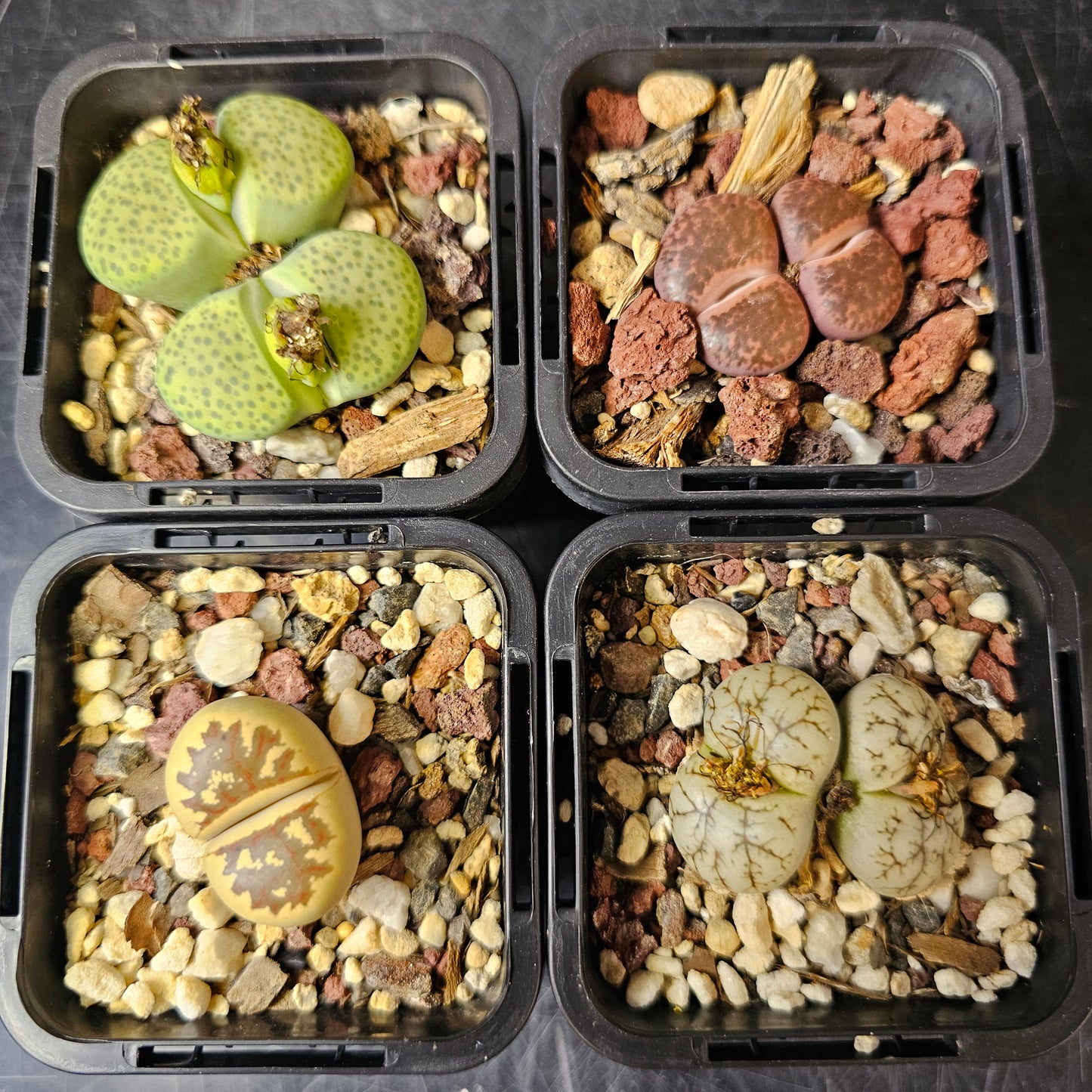 Lithops bundle (4 plants) – Desert Detail Set