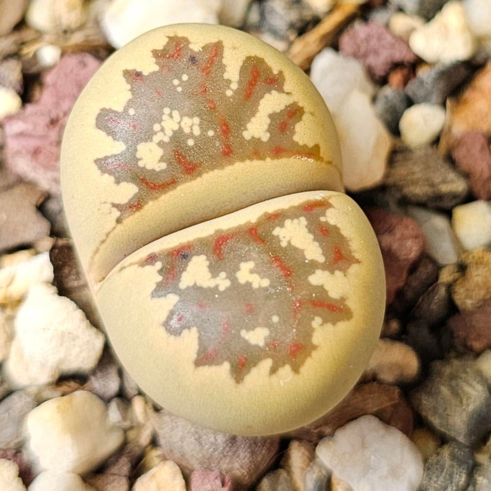 Lithops bundle (4 plants) – Desert Detail Set