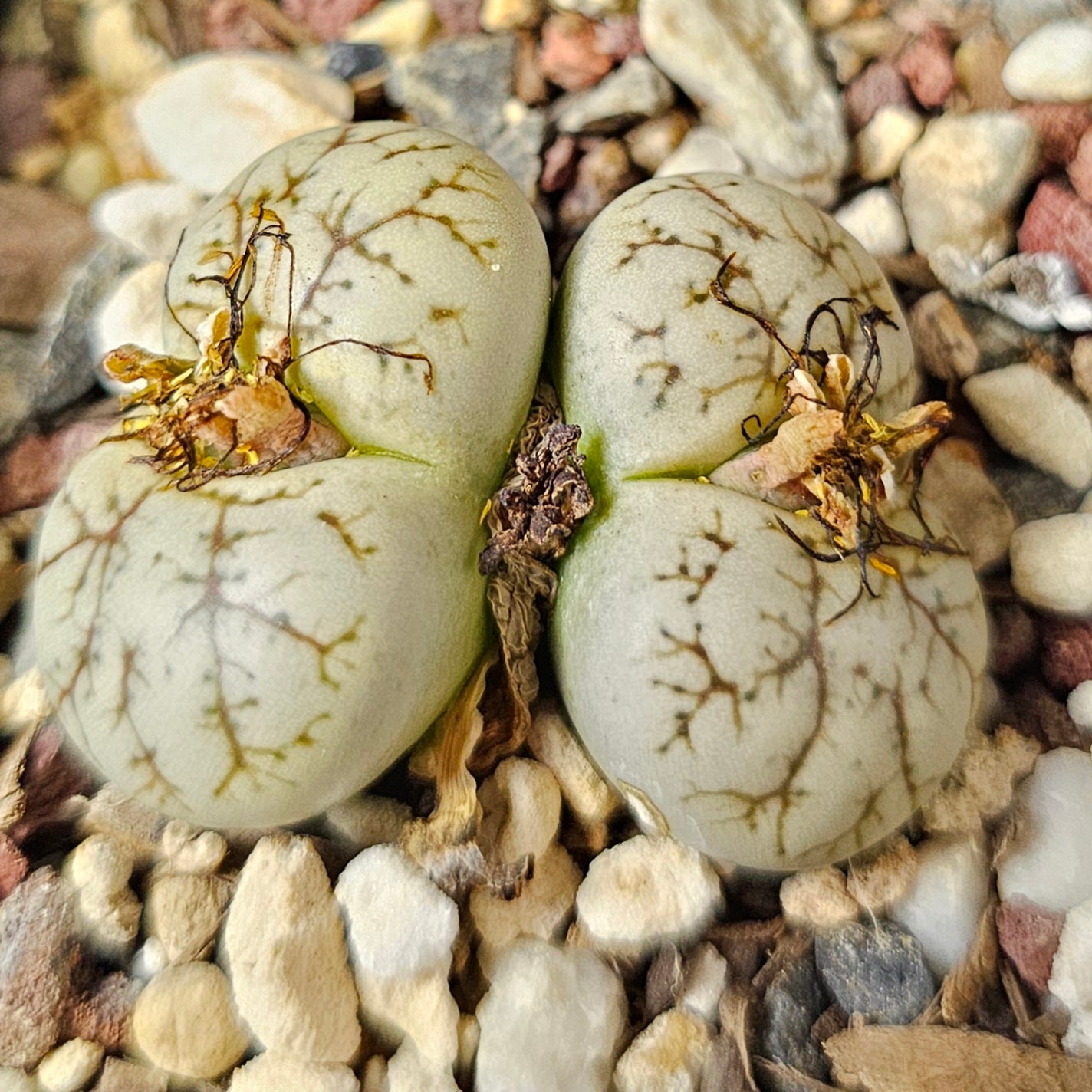 Lithops bundle (4 plants) – Desert Detail Set