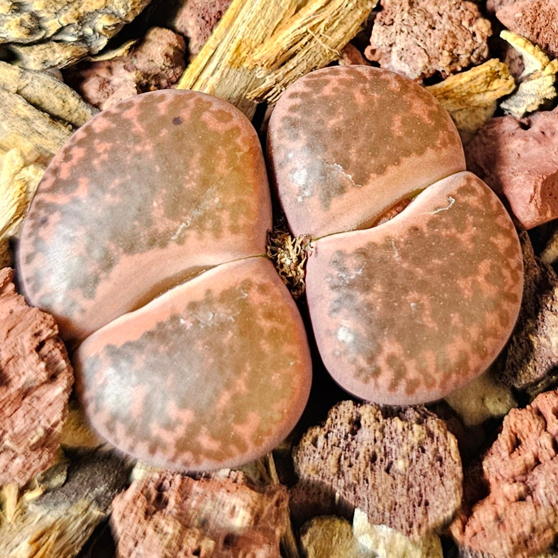 Lithops bundle (4 plants) – Desert Detail Set