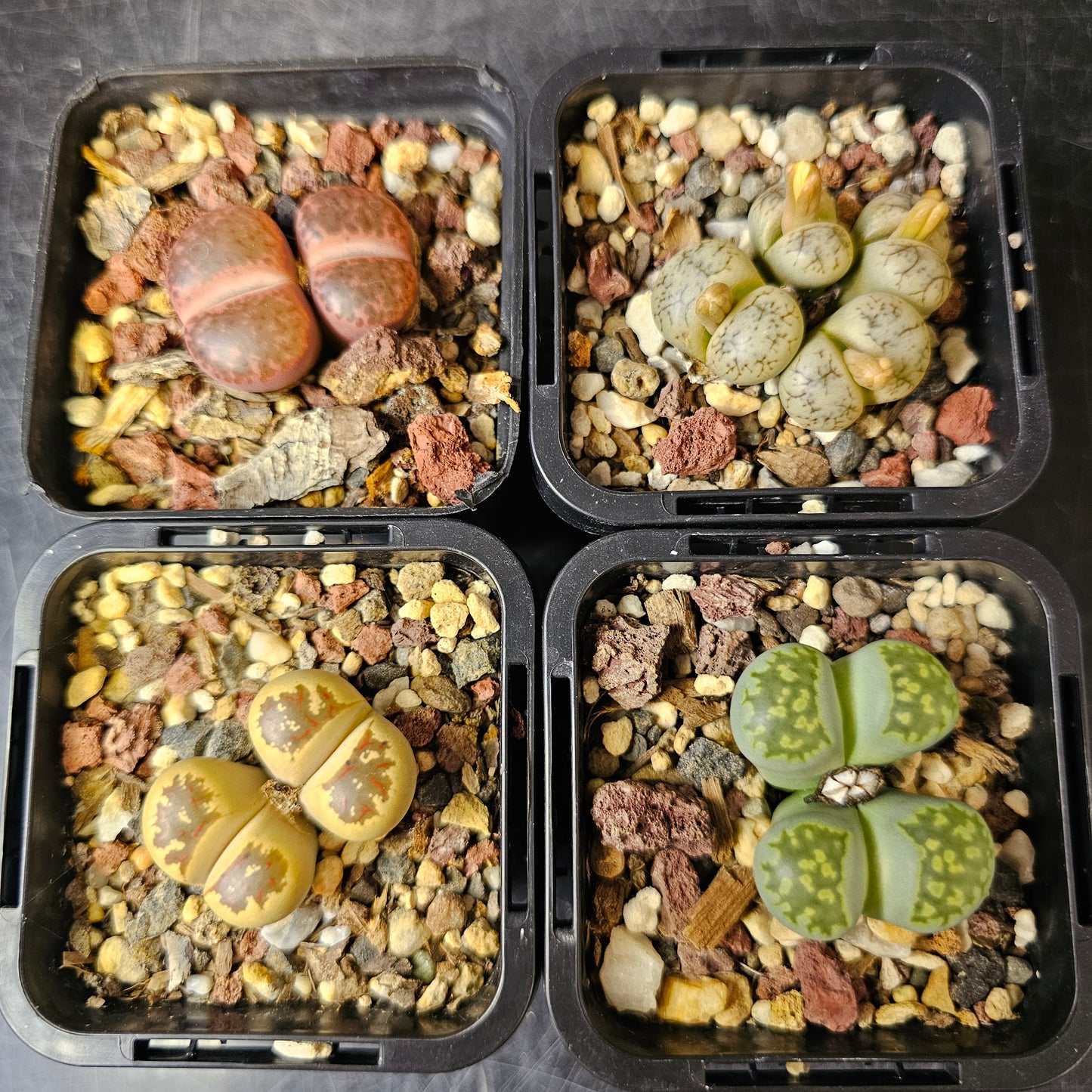 Lithops bundle (4 plants) – Mixed Character Pack