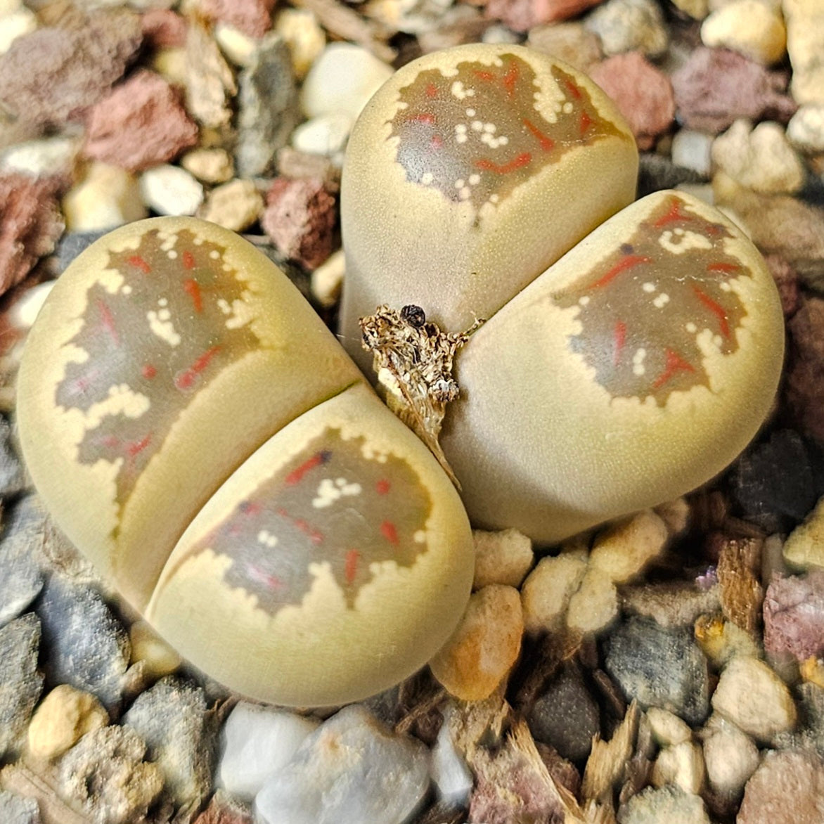 Lithops bundle (4 plants) – Mixed Character Pack