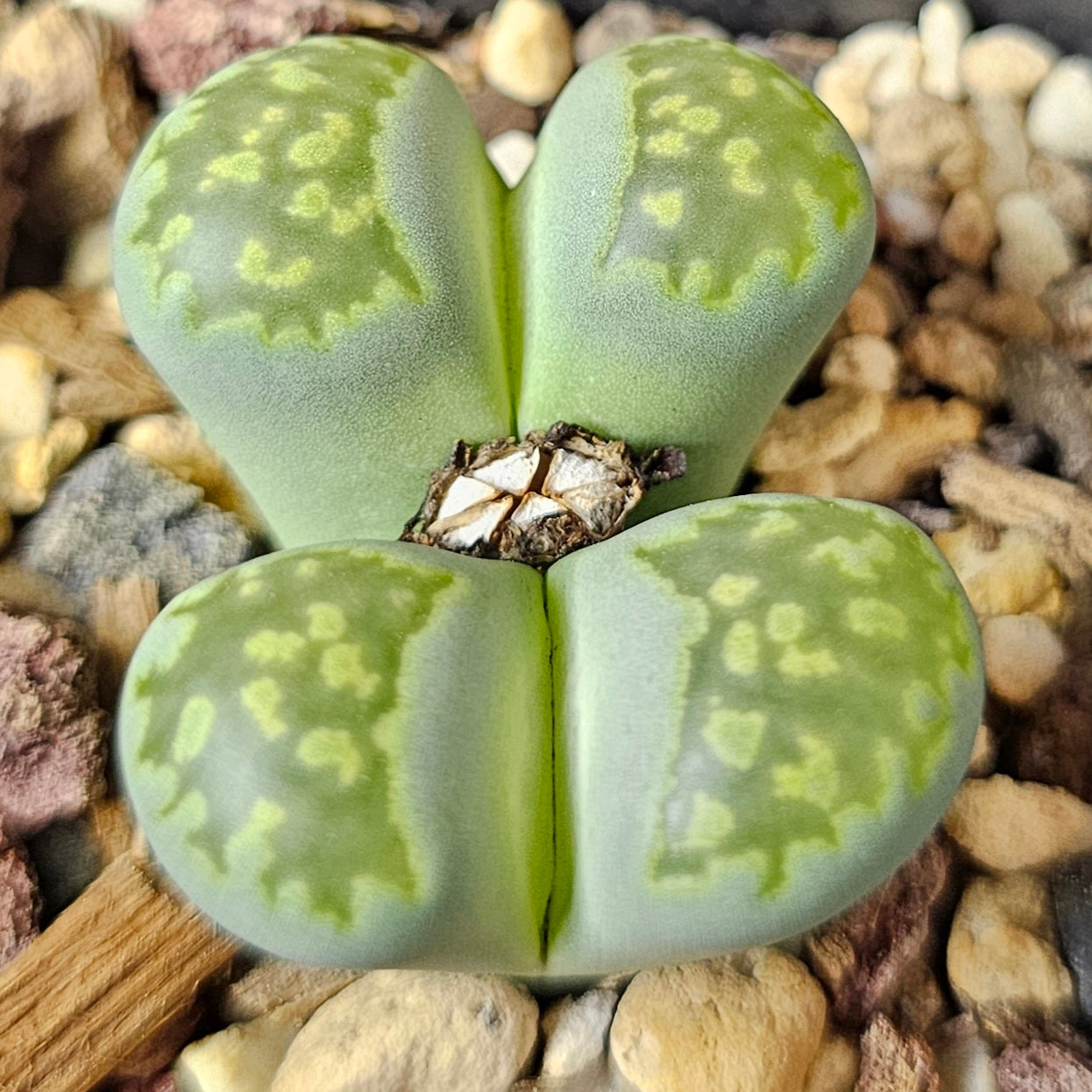 Lithops bundle (4 plants) – Mixed Character Pack