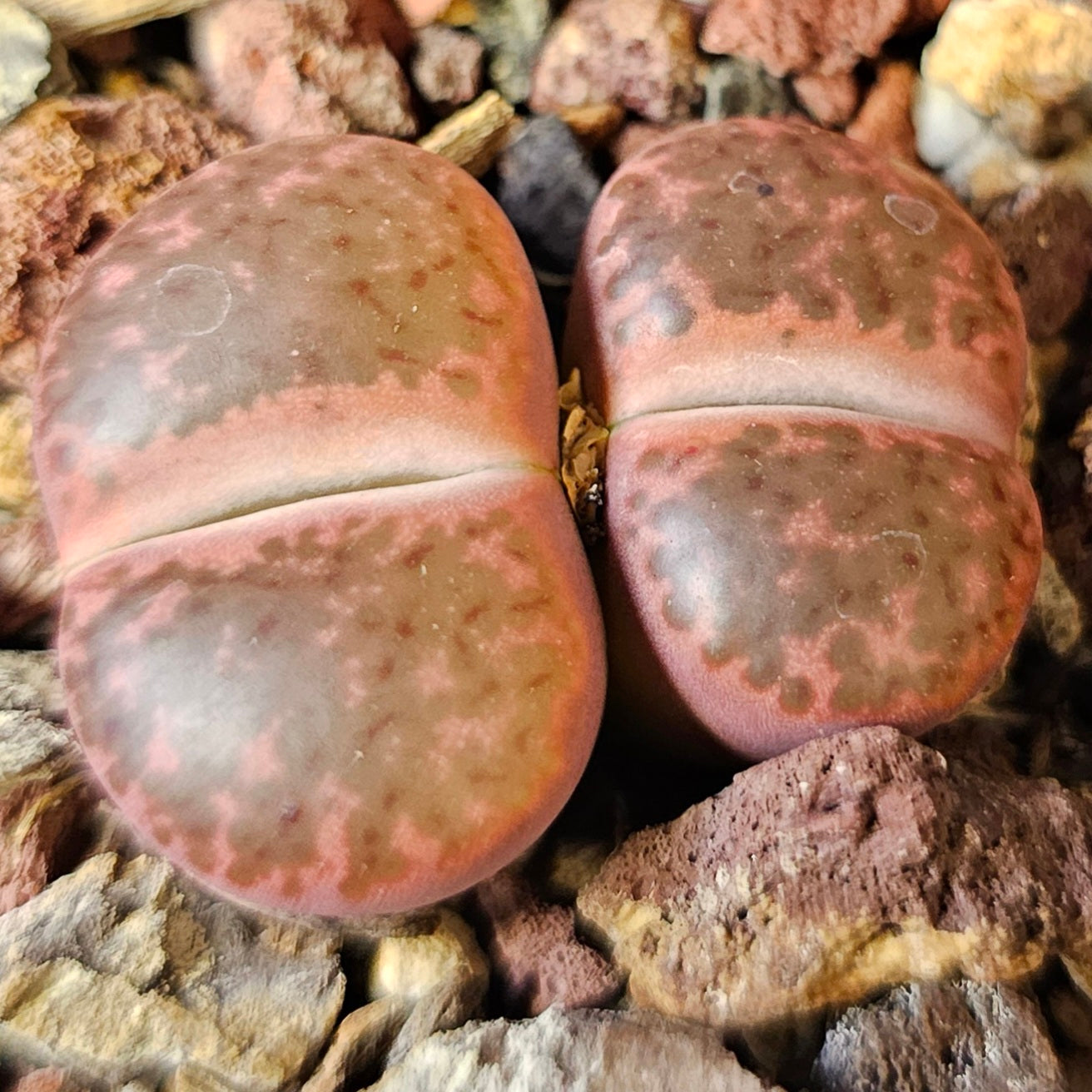 Lithops bundle (4 plants) – Mixed Character Pack