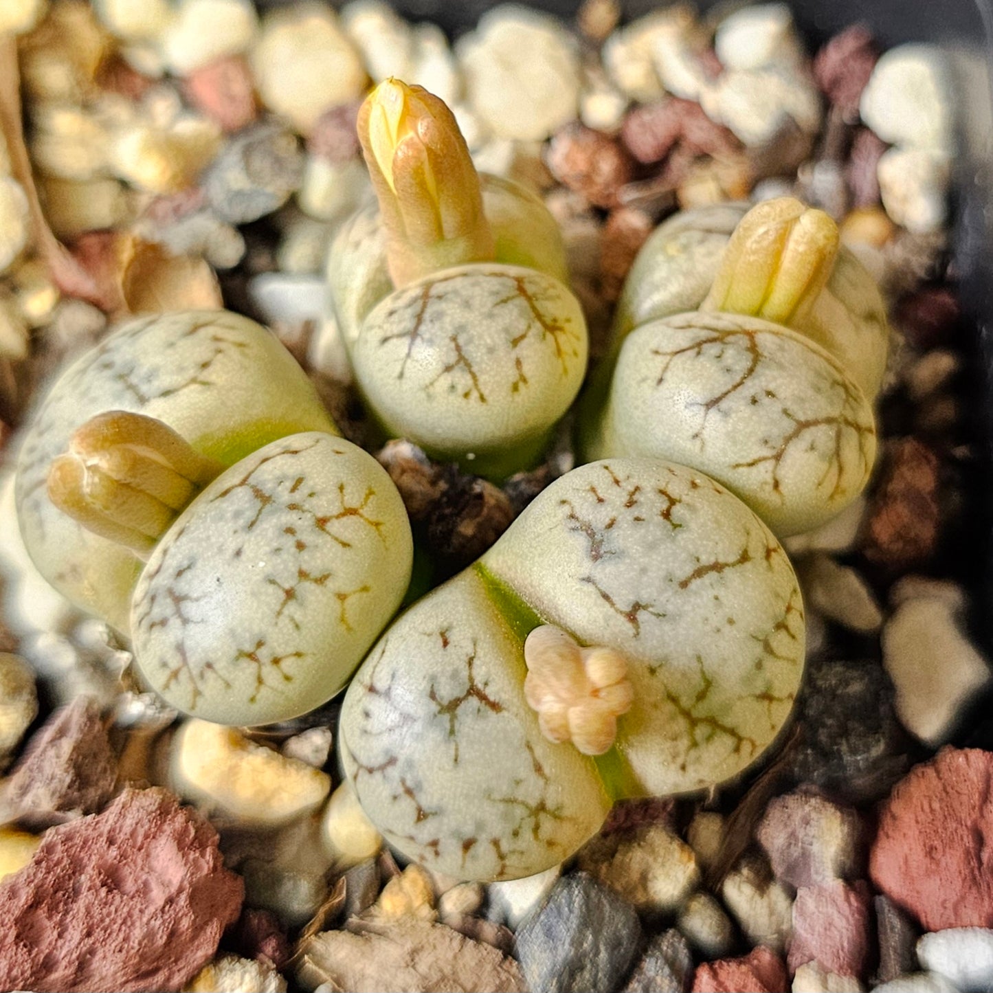 Lithops bundle (4 plants) – Mixed Character Pack
