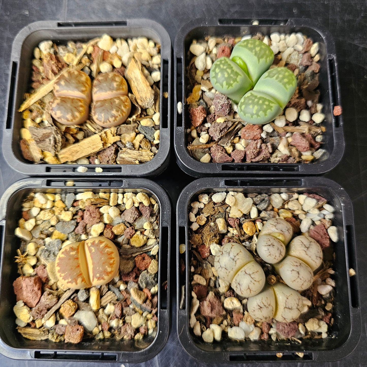 Lithops bundle (4 plants) – Living Stone Showcase
