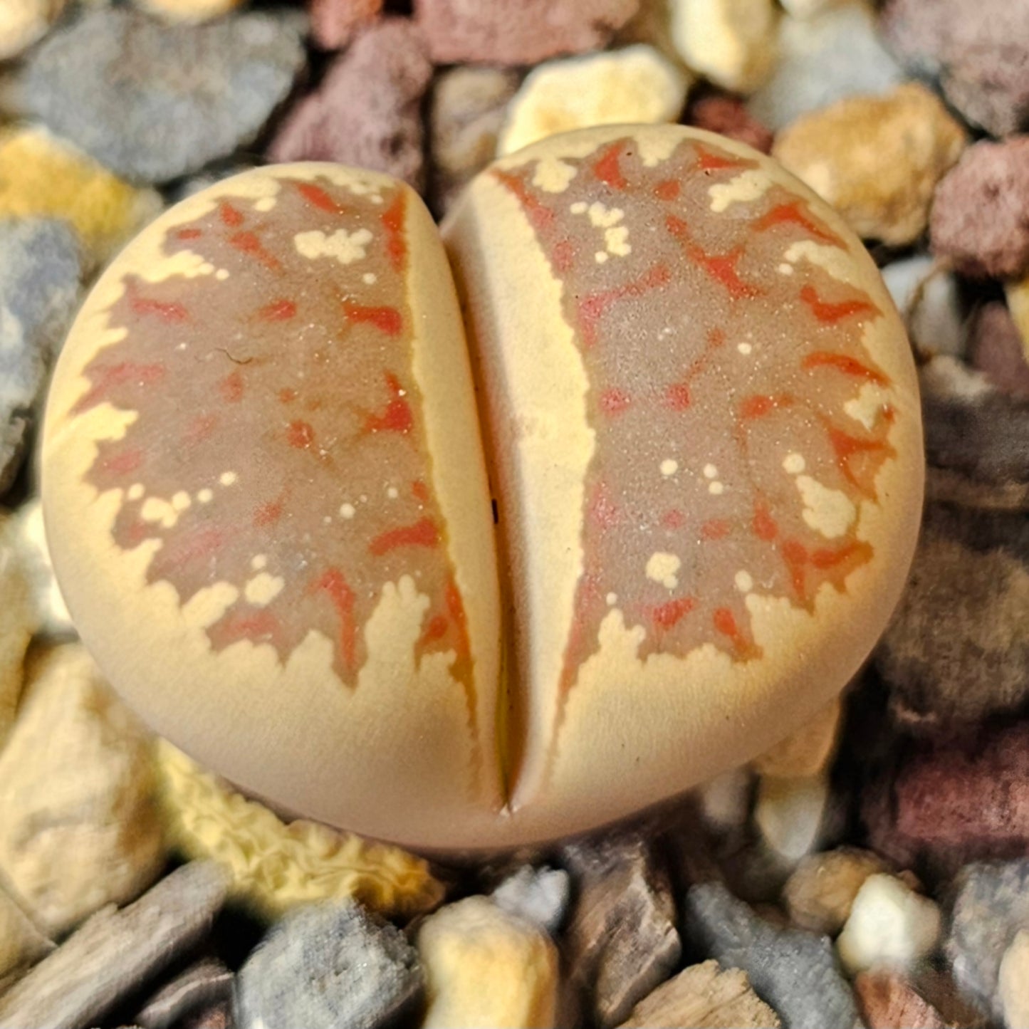 Lithops bundle (4 plants) – Living Stone Showcase