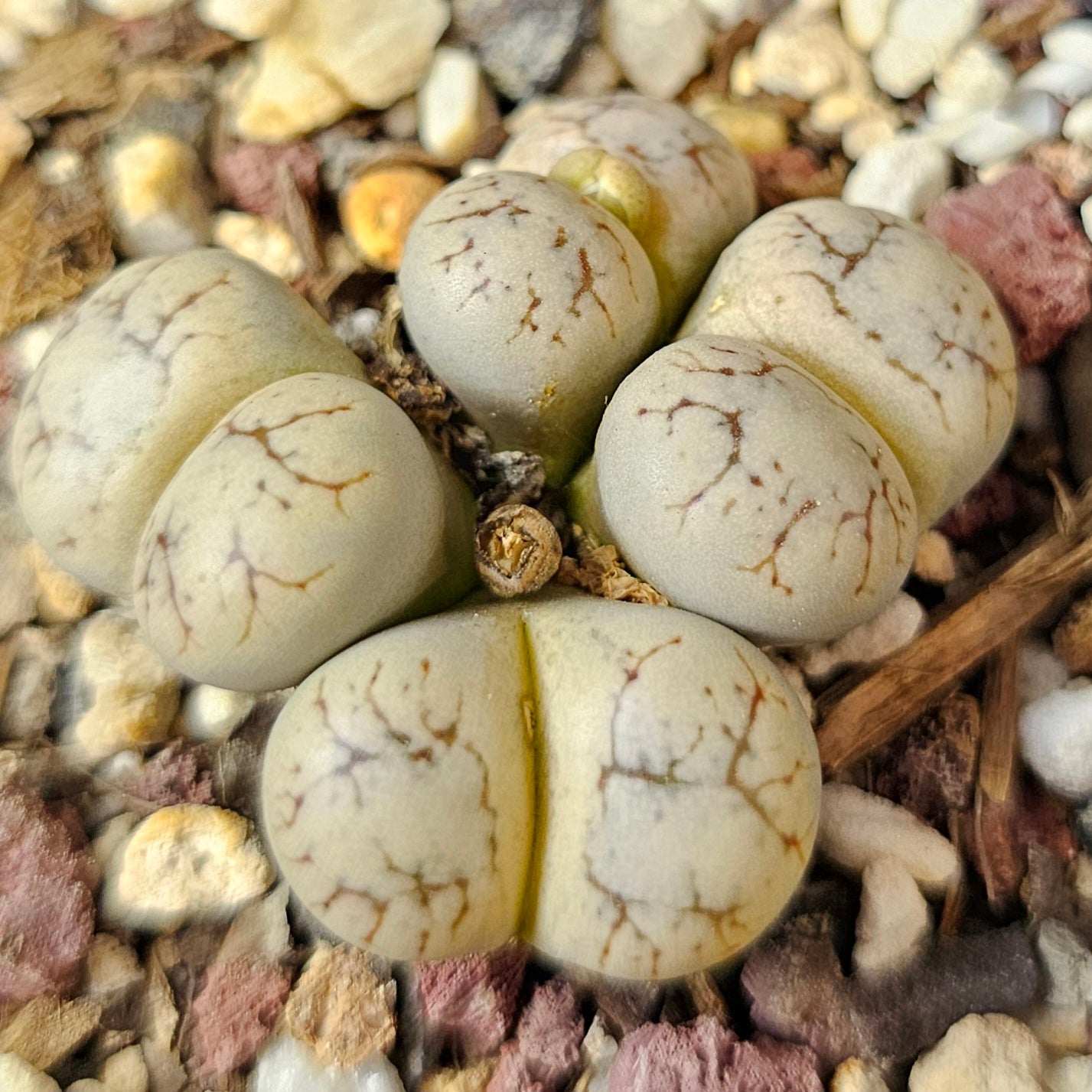 Lithops bundle (4 plants) – Living Stone Showcase