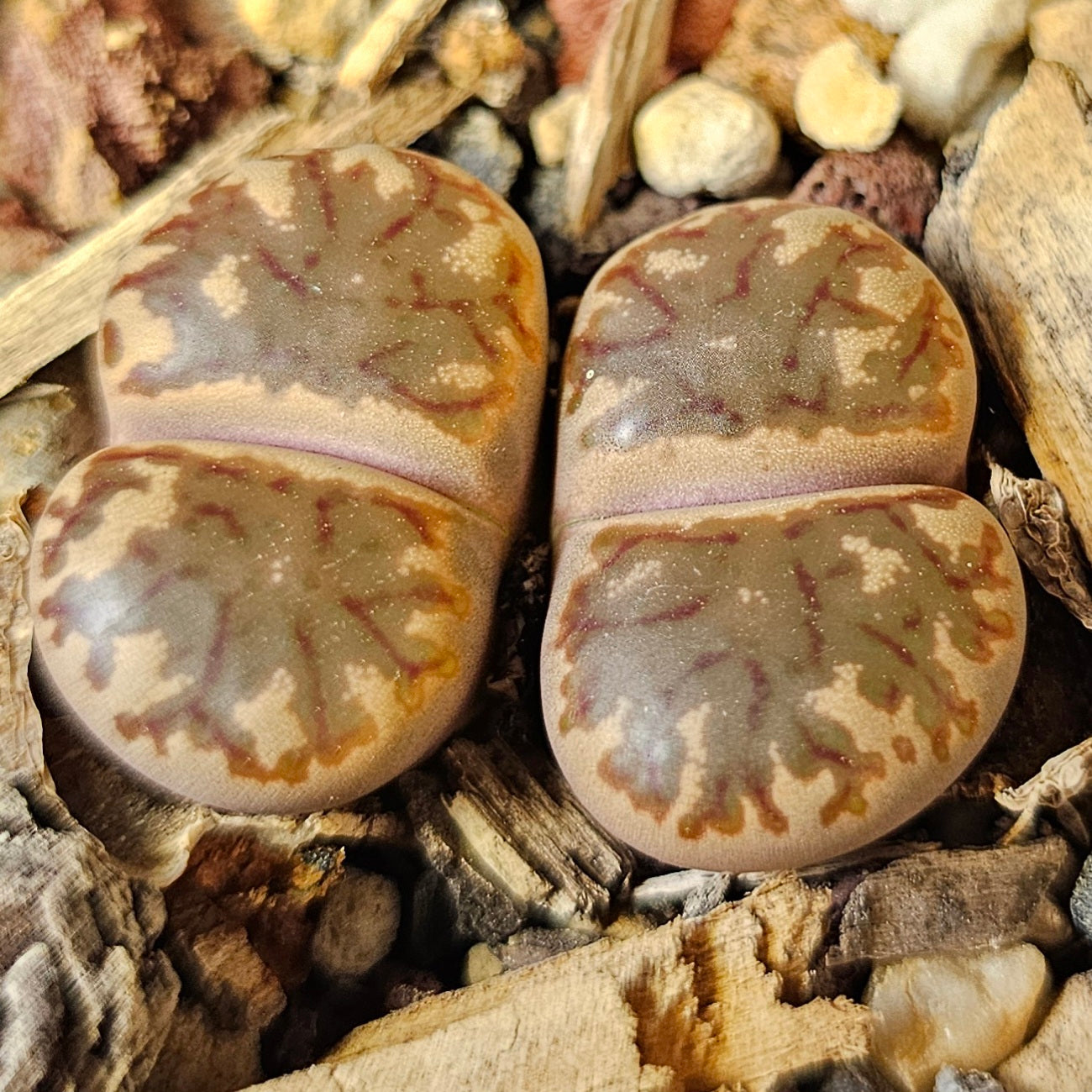 Lithops bundle (4 plants) – Living Stone Showcase