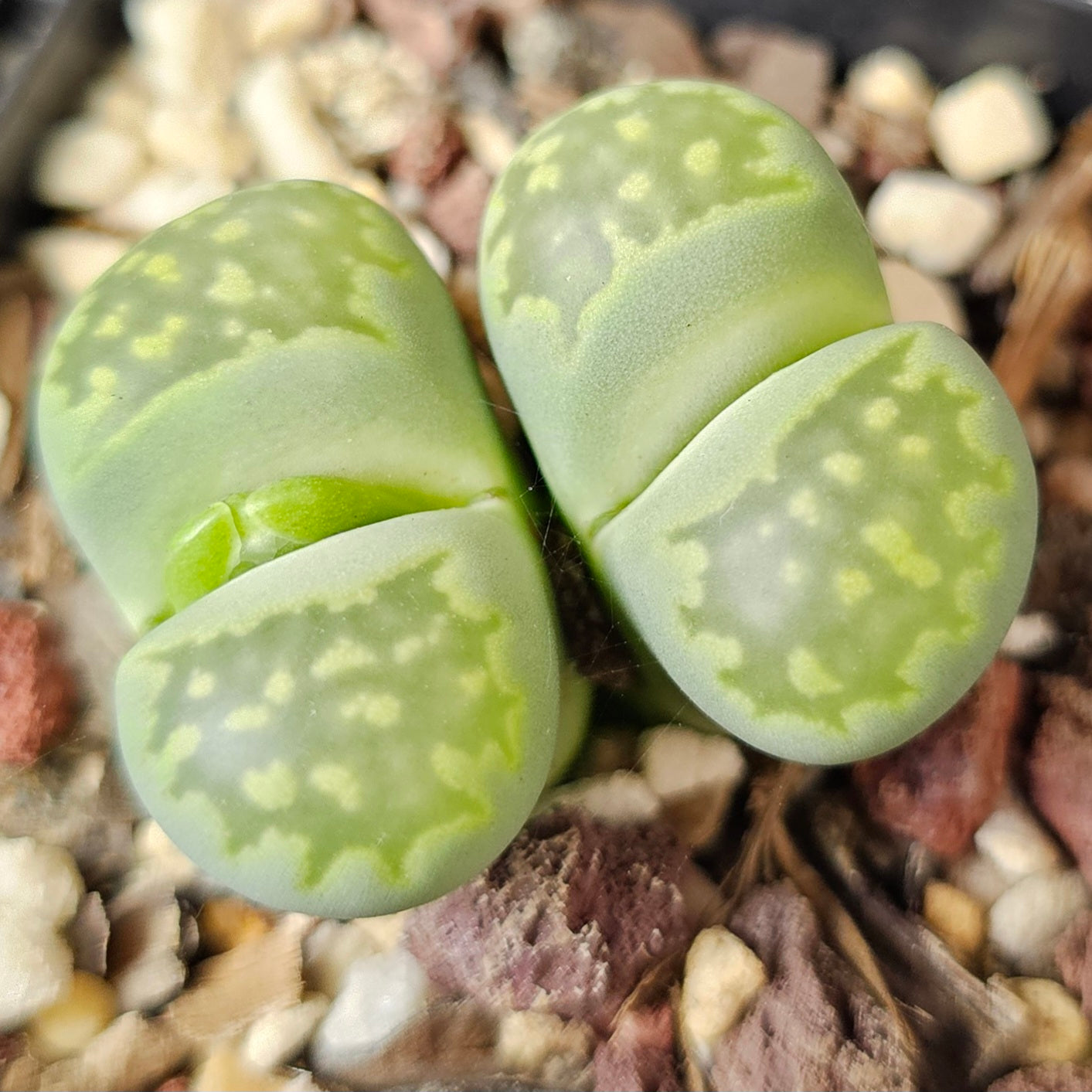 Lithops bundle (4 plants) – Living Stone Showcase