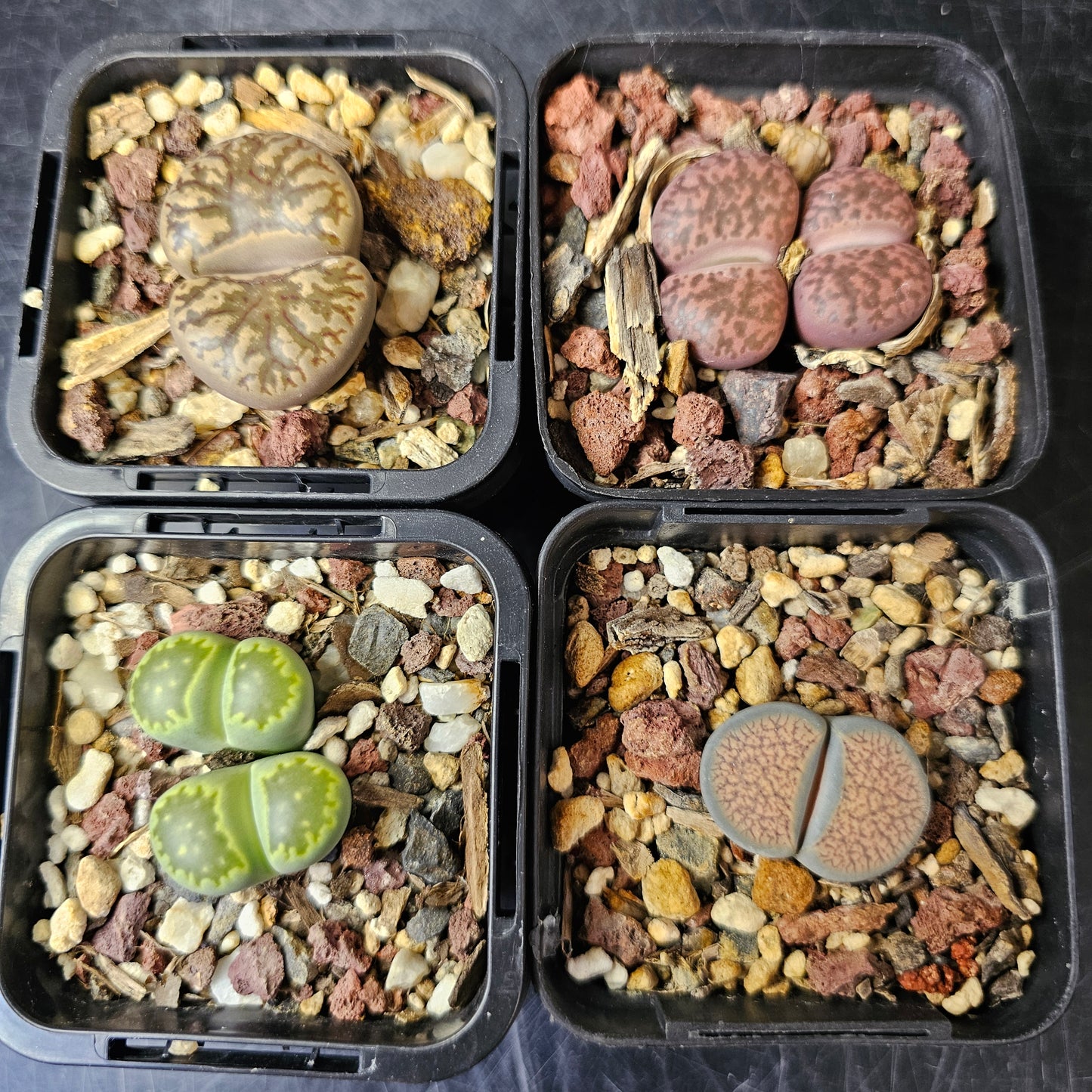 Lithops bundle (4 plants) – Texture and Tone Mix