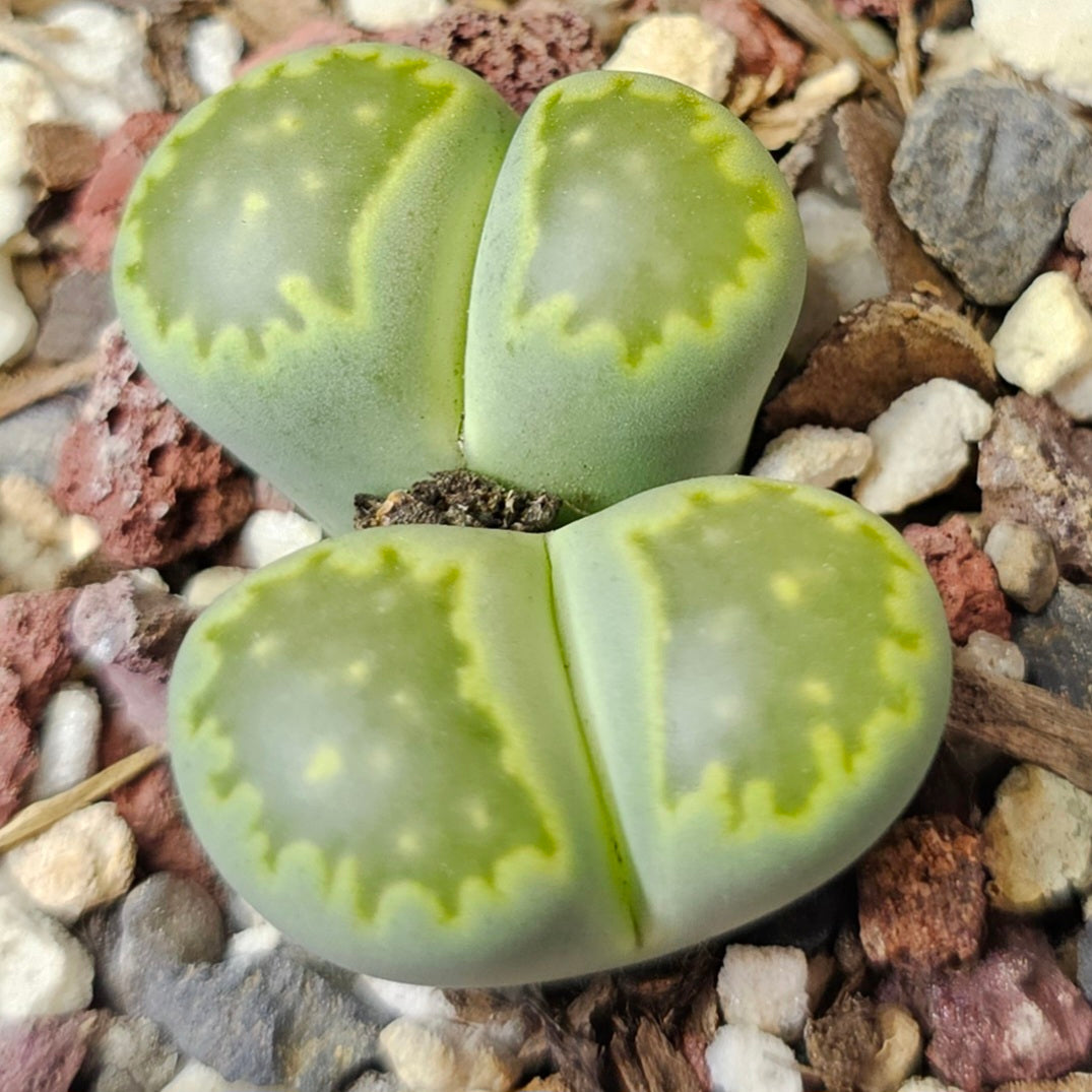 Lithops bundle (4 plants) – Texture and Tone Mix