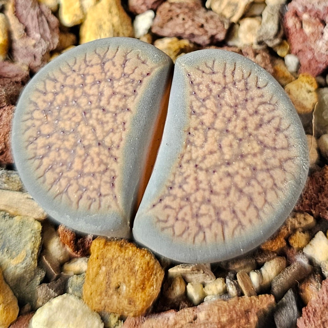 Lithops bundle (4 plants) – Texture and Tone Mix