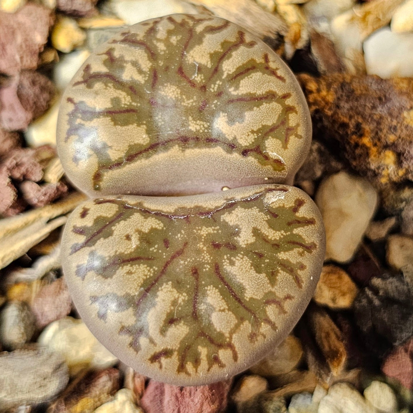 Lithops bundle (4 plants) – Texture and Tone Mix