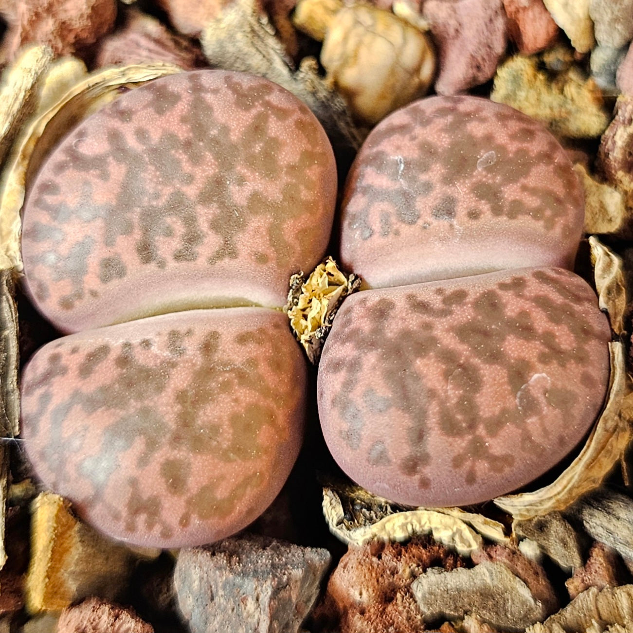 Lithops bundle (4 plants) – Texture and Tone Mix