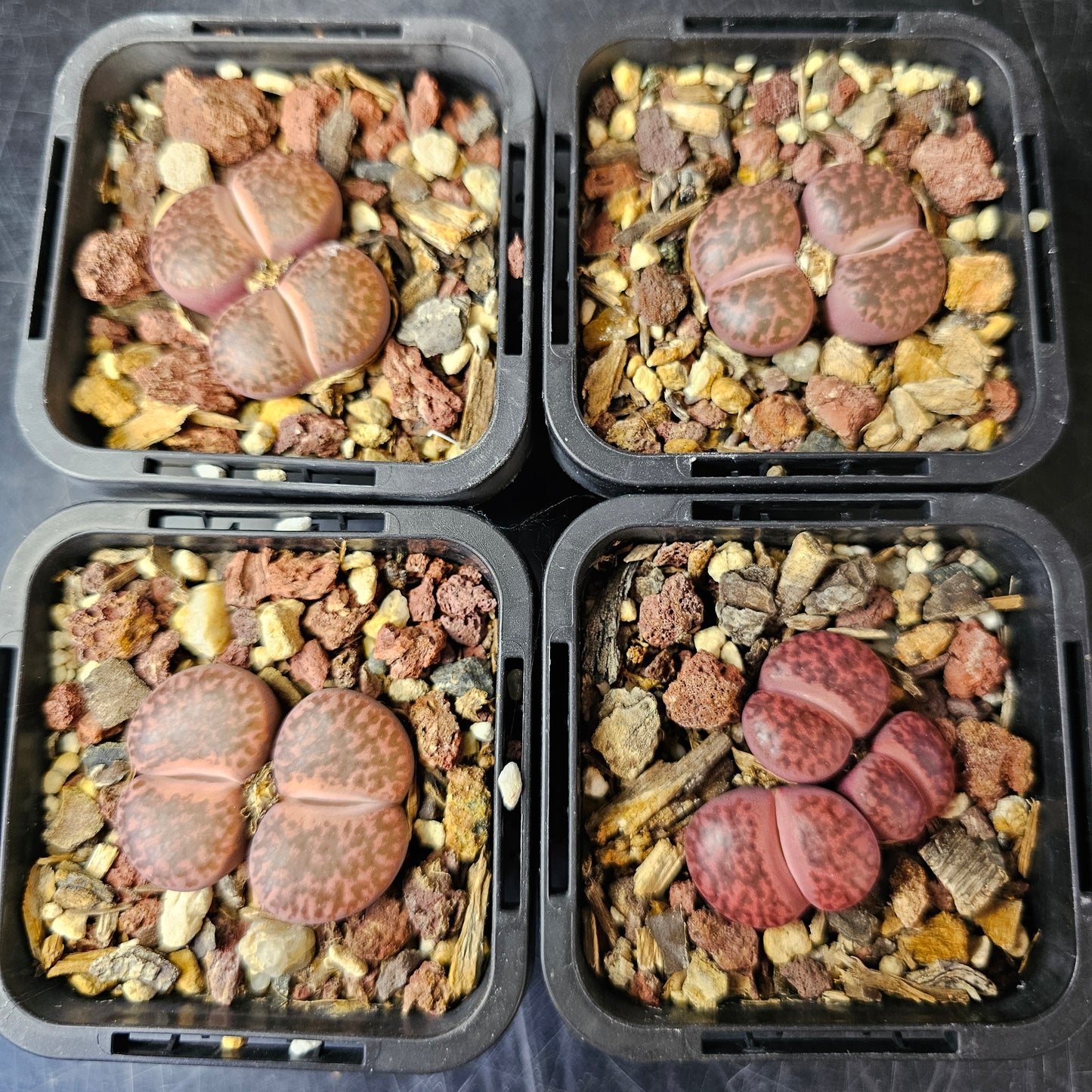 Lithops bundle (4 plants) – Red Hot Selection