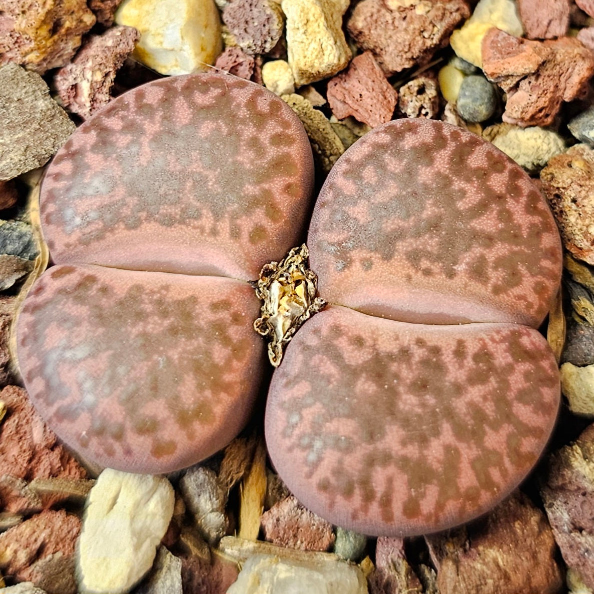 Lithops bundle (4 plants) – Red Hot Selection