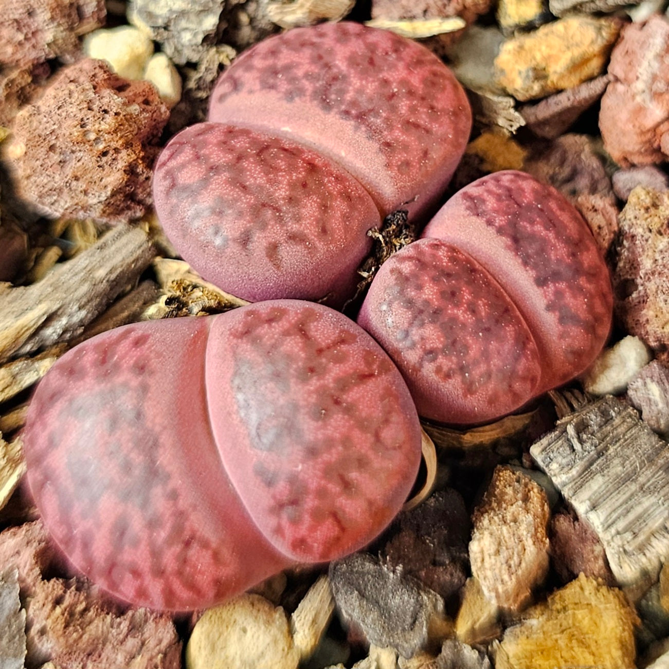 Lithops bundle (4 plants) – Red Hot Selection