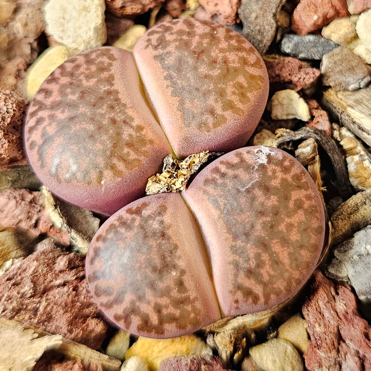 Lithops bundle (4 plants) – Red Hot Selection