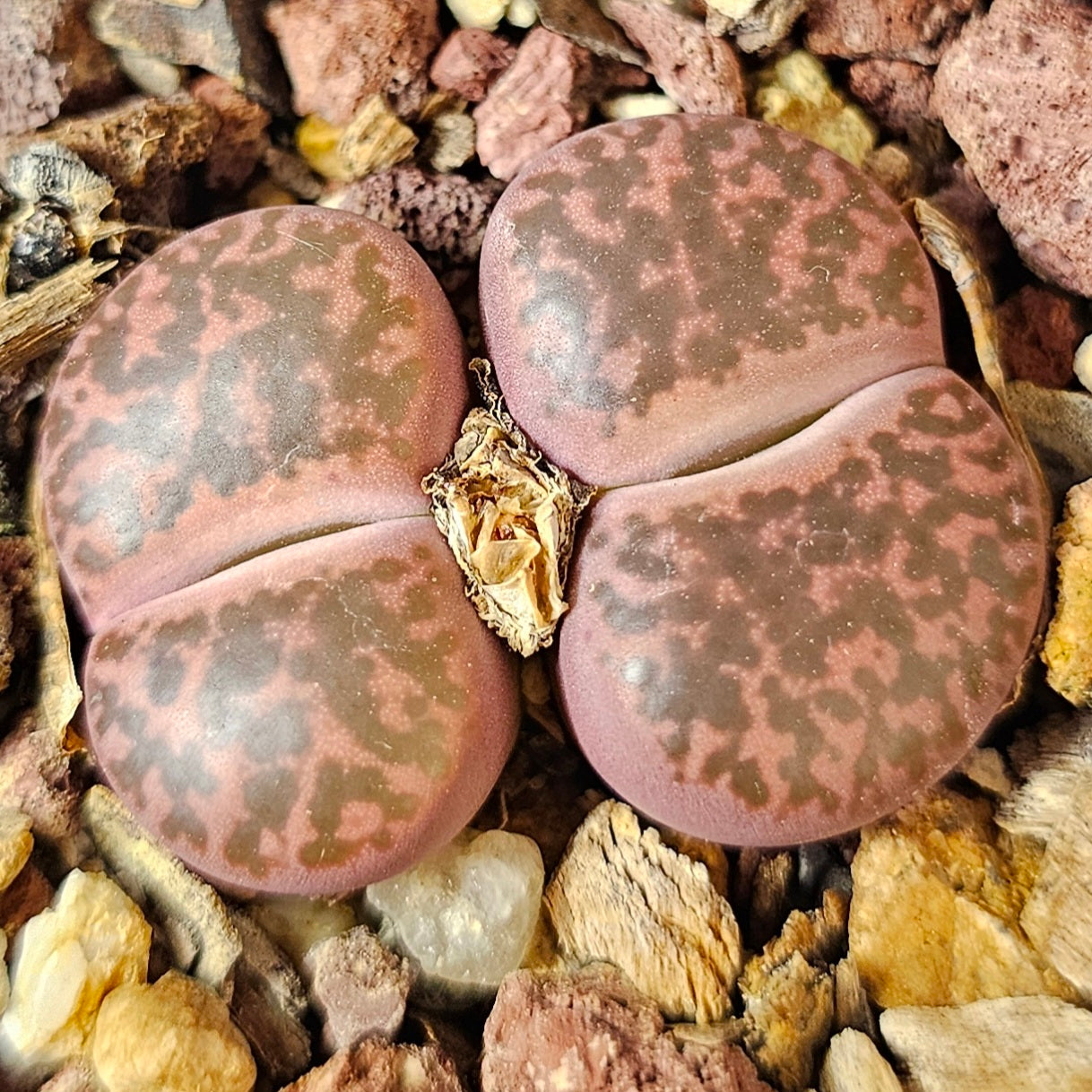 Lithops bundle (4 plants) – Red Hot Selection