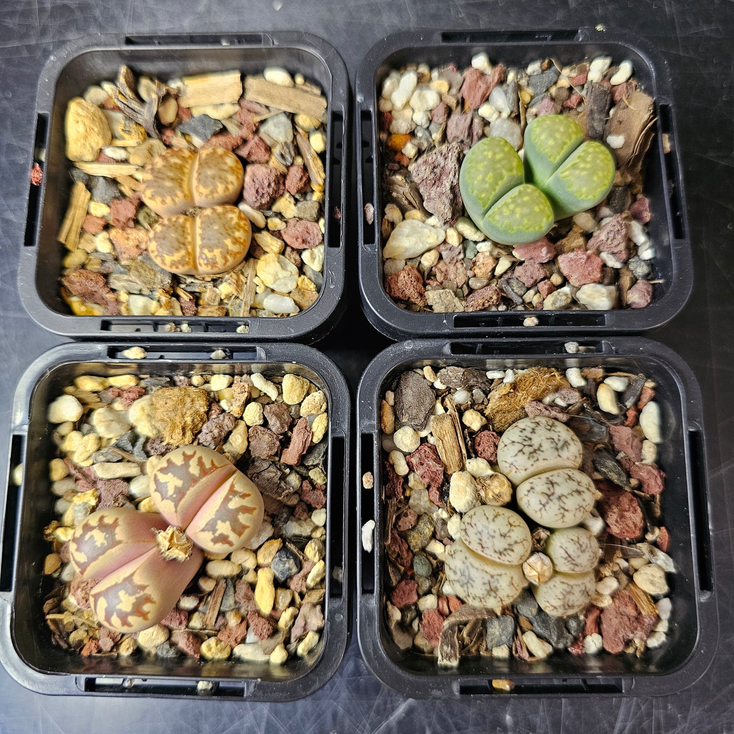 Lithops bundle (4 plants) – Stone Garden Mix