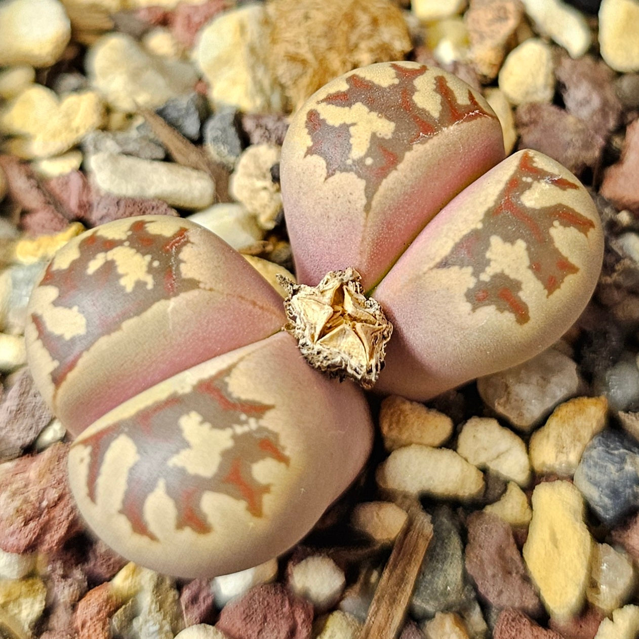Lithops bundle (4 plants) – Stone Garden Mix
