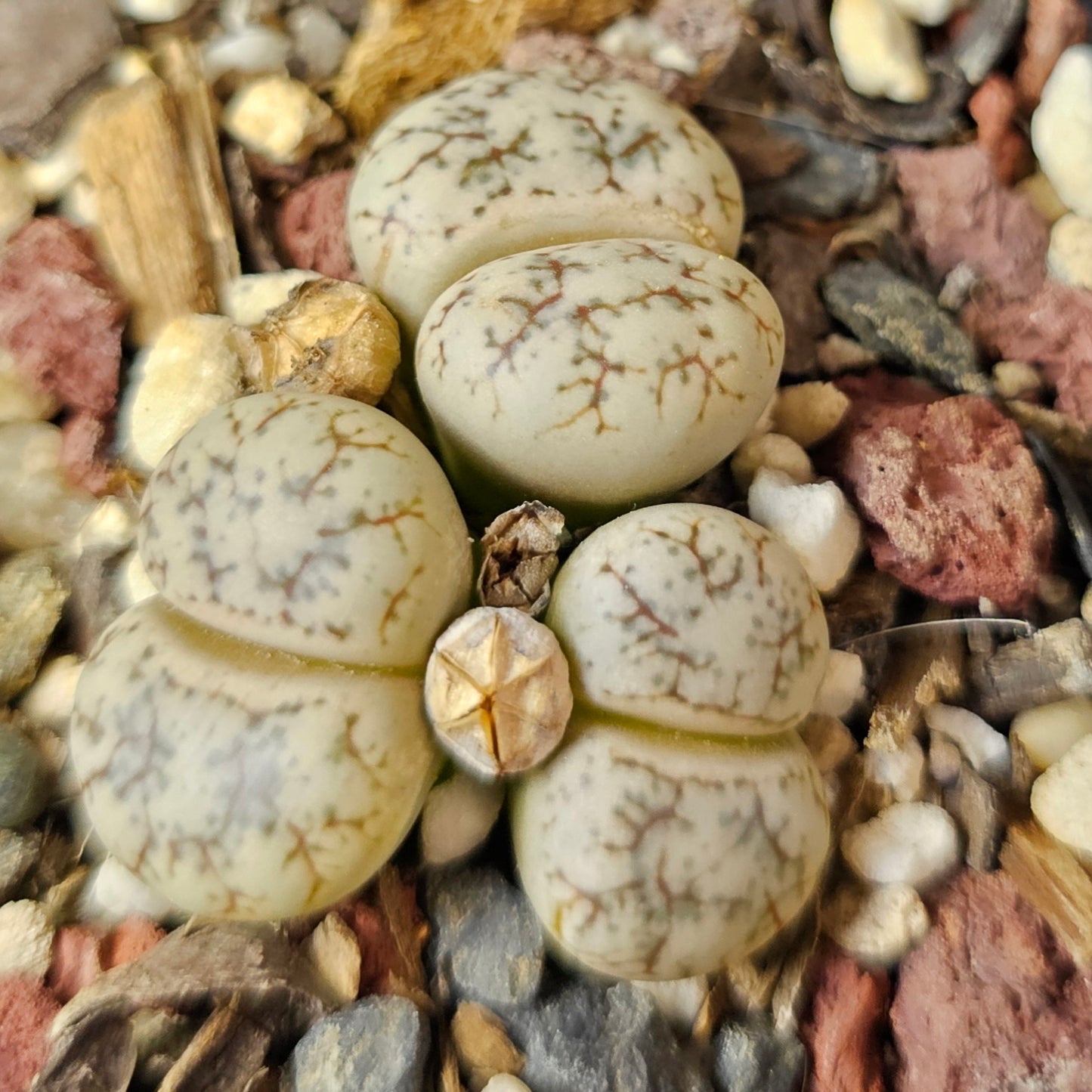 Lithops bundle (4 plants) – Stone Garden Mix