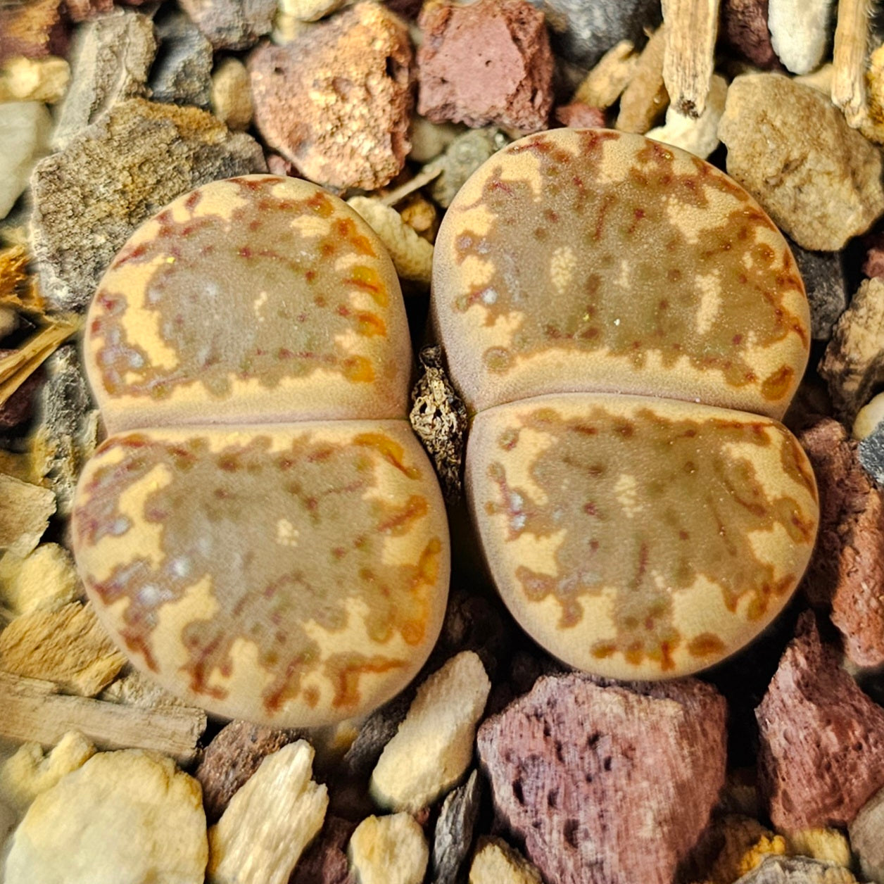 Lithops bundle (4 plants) – Stone Garden Mix