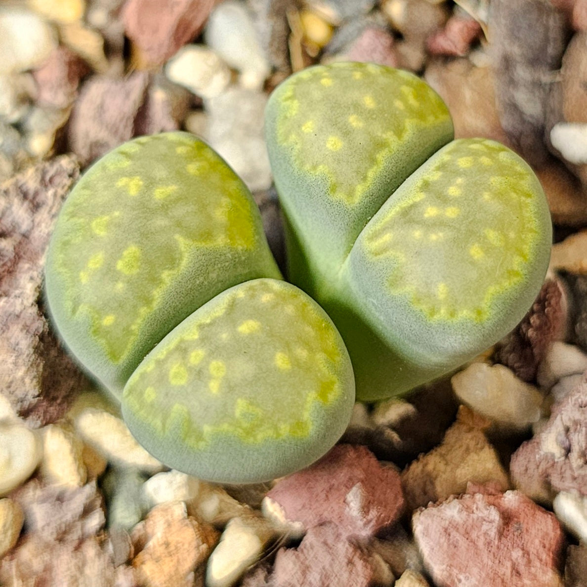 Lithops bundle (4 plants) – Stone Garden Mix