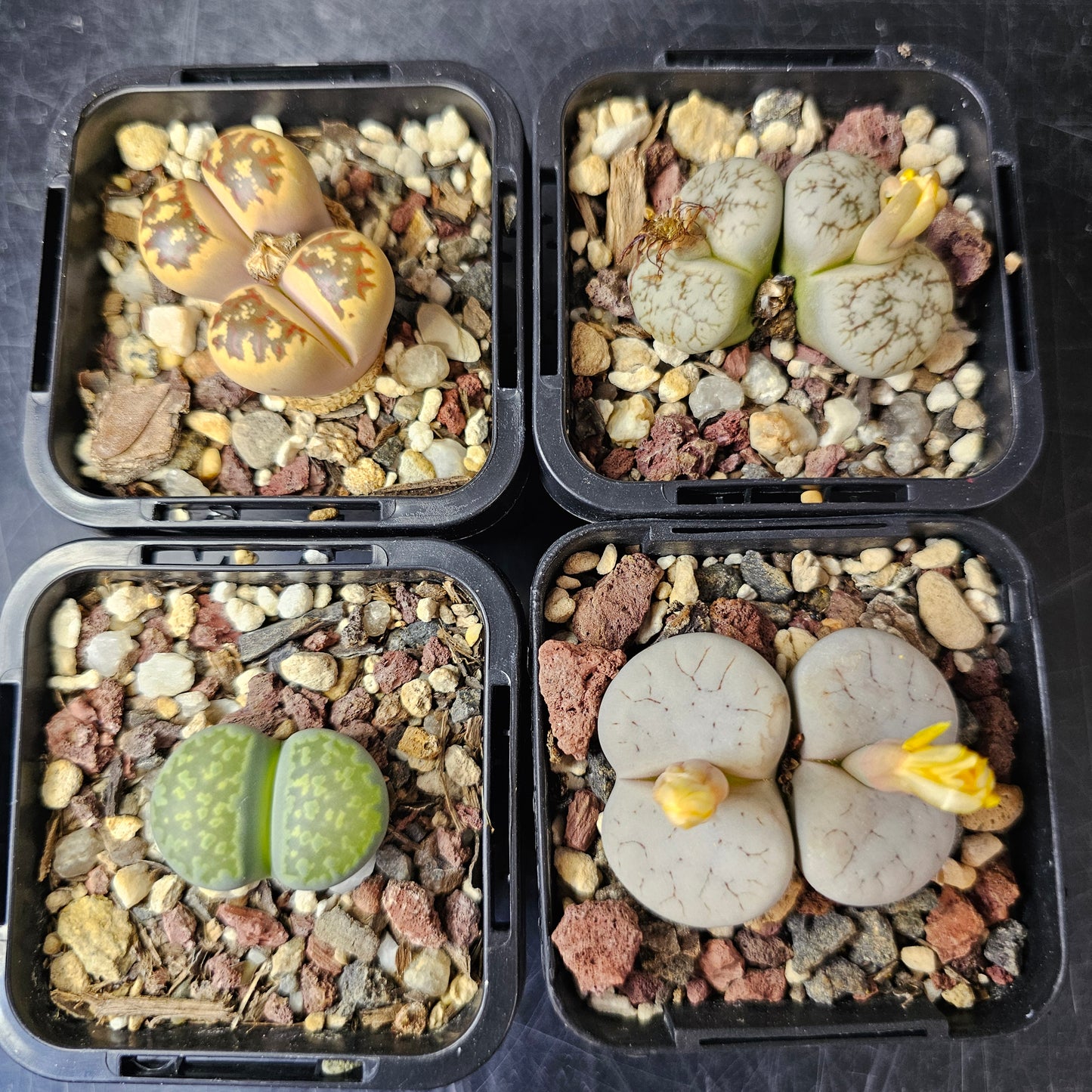 Lithops bundle (4 plants) – Everyday Collector Pack