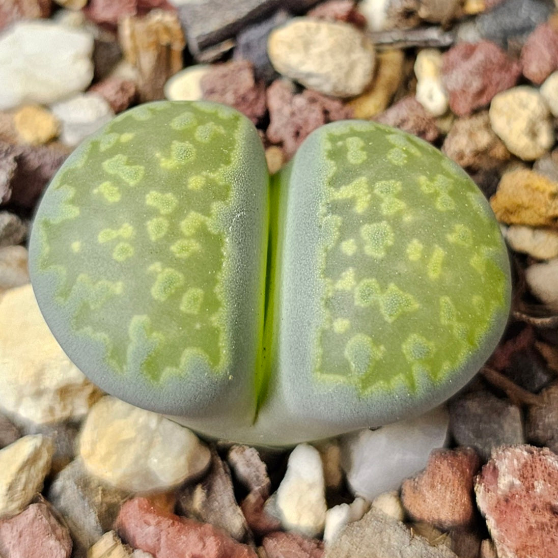 Lithops bundle (4 plants) – Everyday Collector Pack