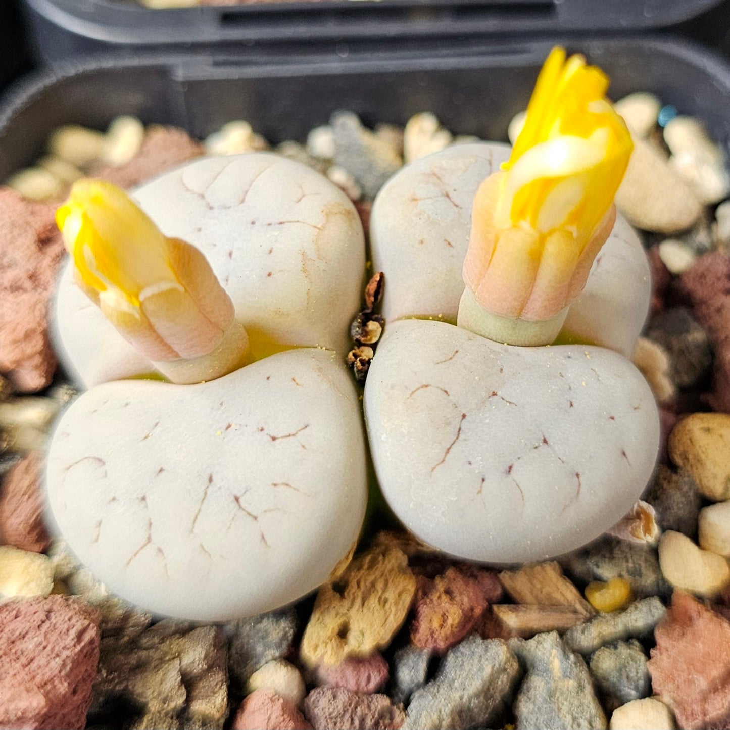 Lithops bundle (4 plants) – Everyday Collector Pack