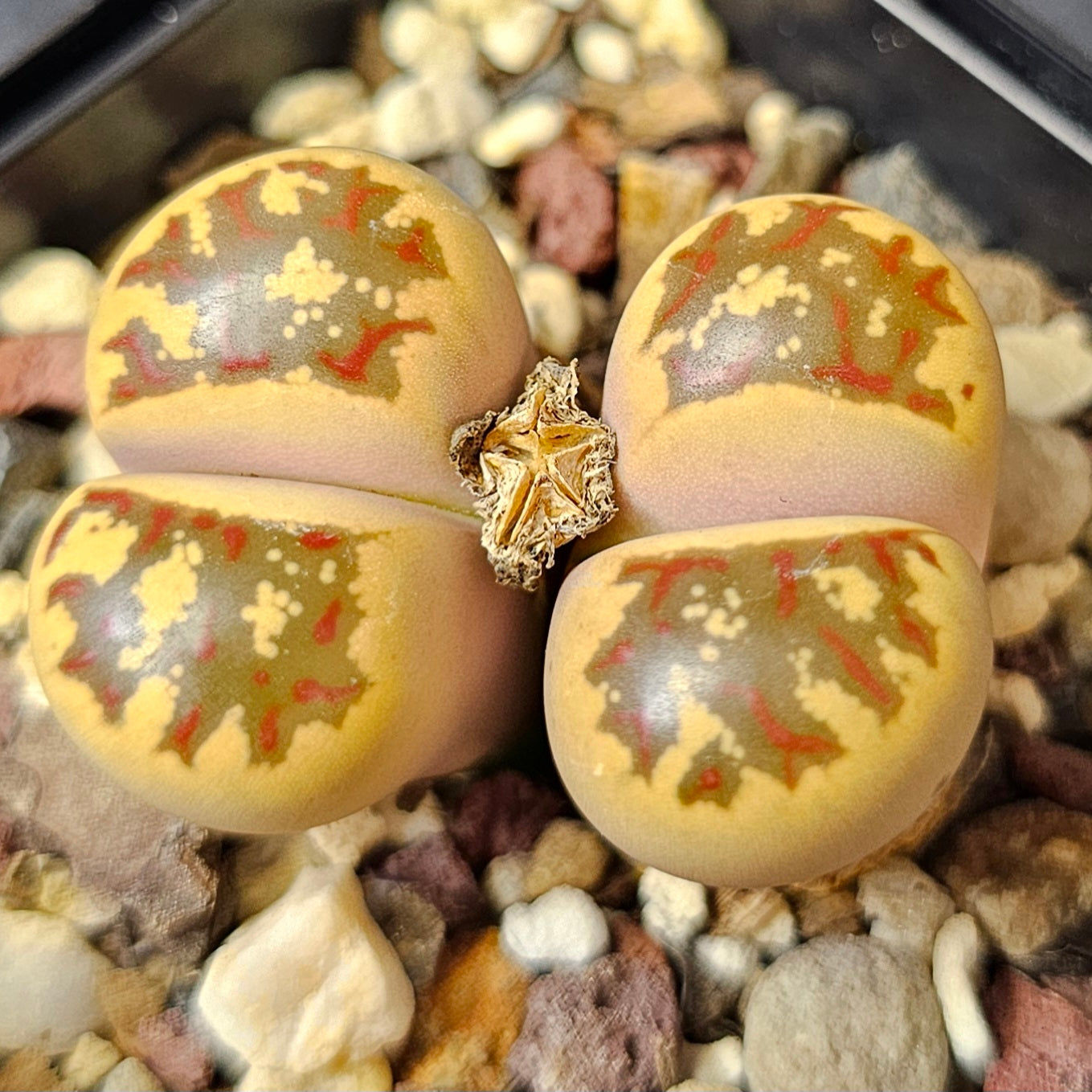 Lithops bundle (4 plants) – Everyday Collector Pack
