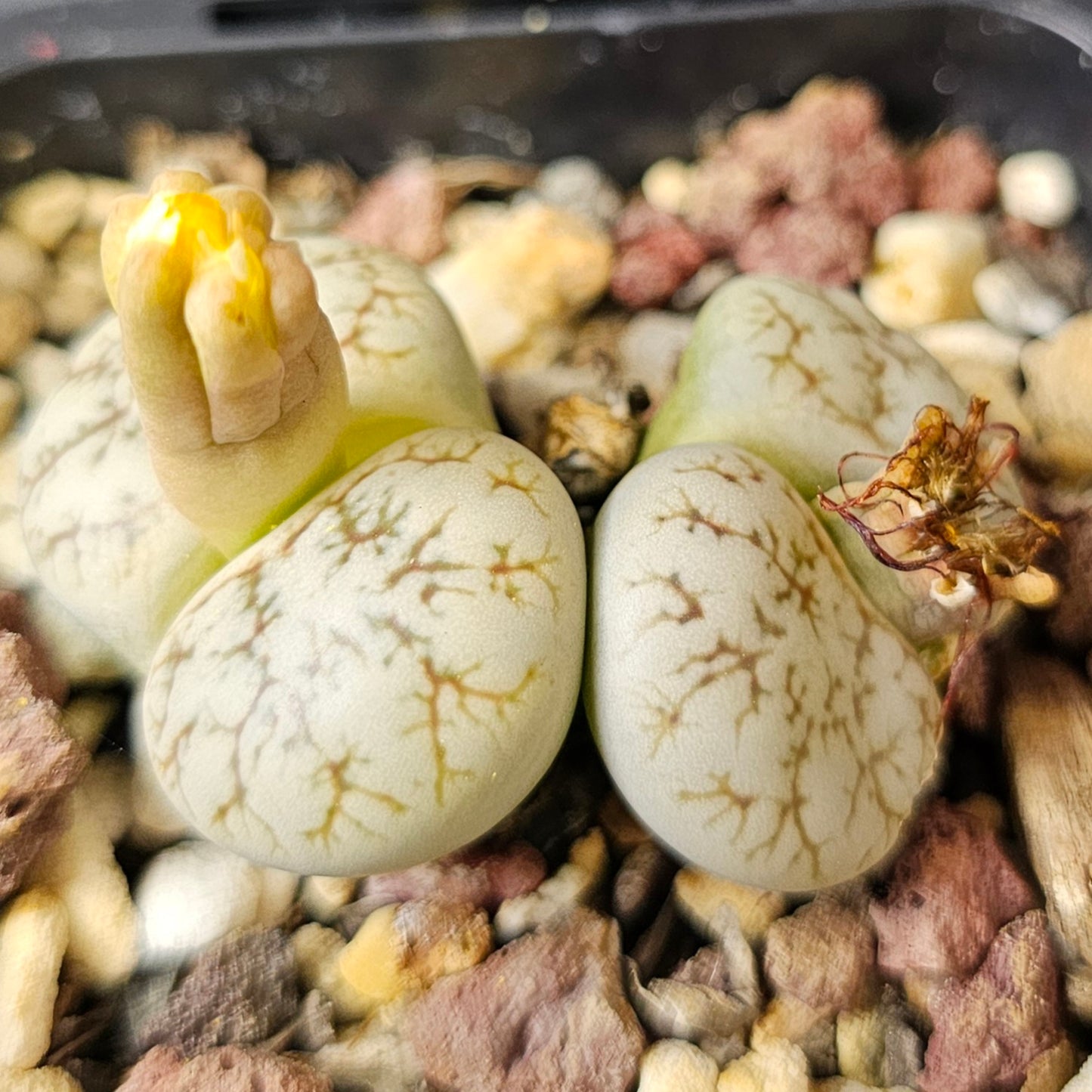 Lithops bundle (4 plants) – Everyday Collector Pack