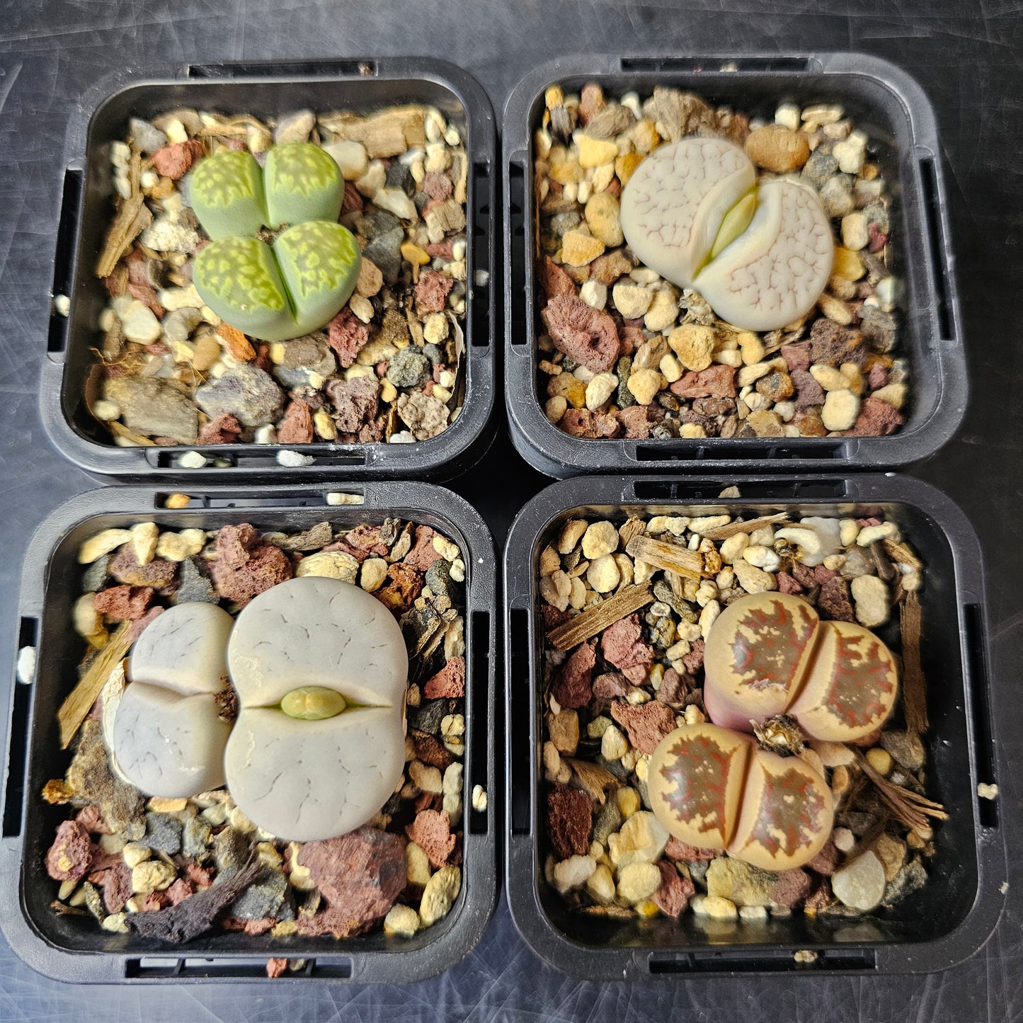 Lithops bundle (4 plants) – Small Wonders Selection
