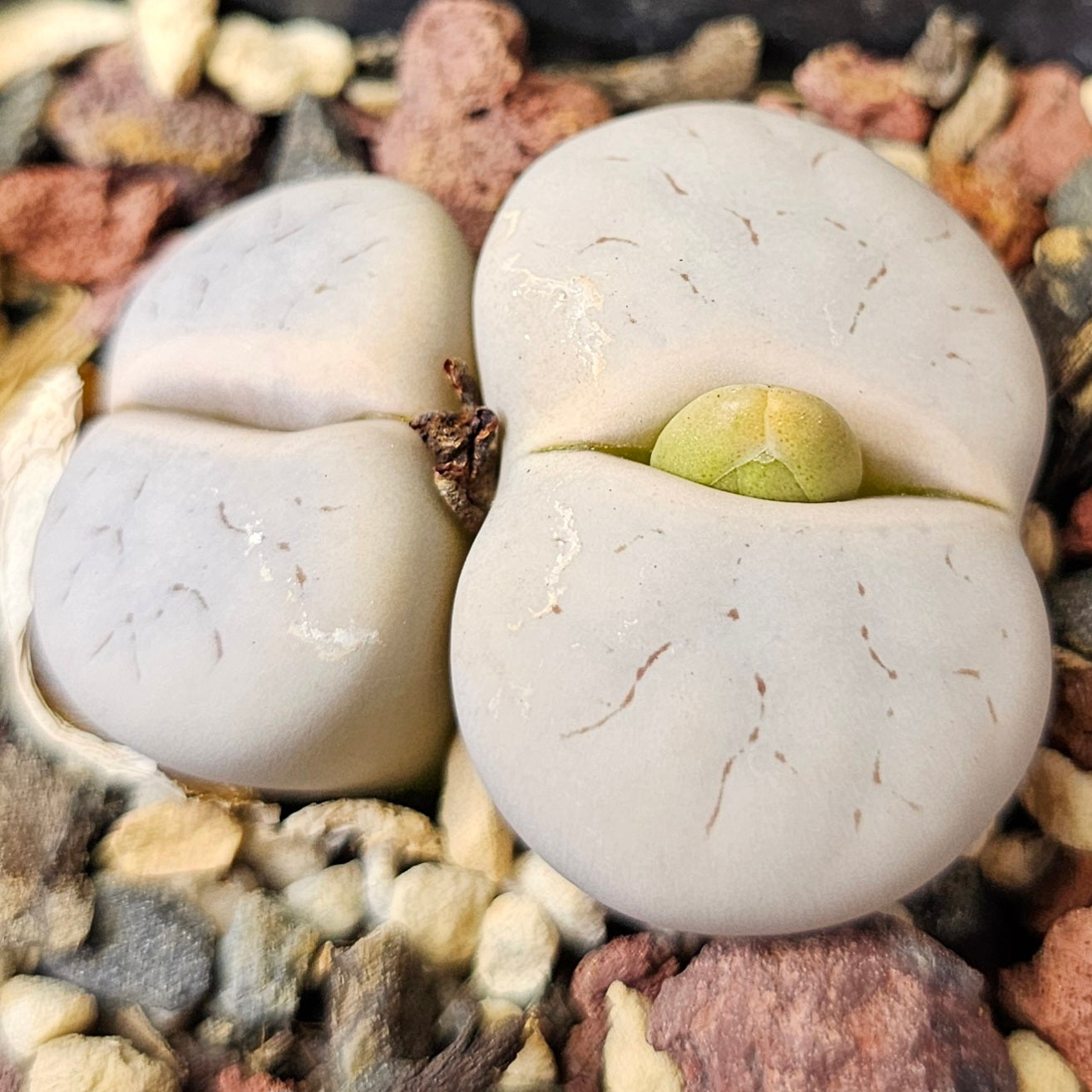 Lithops bundle (4 plants) – Small Wonders Selection