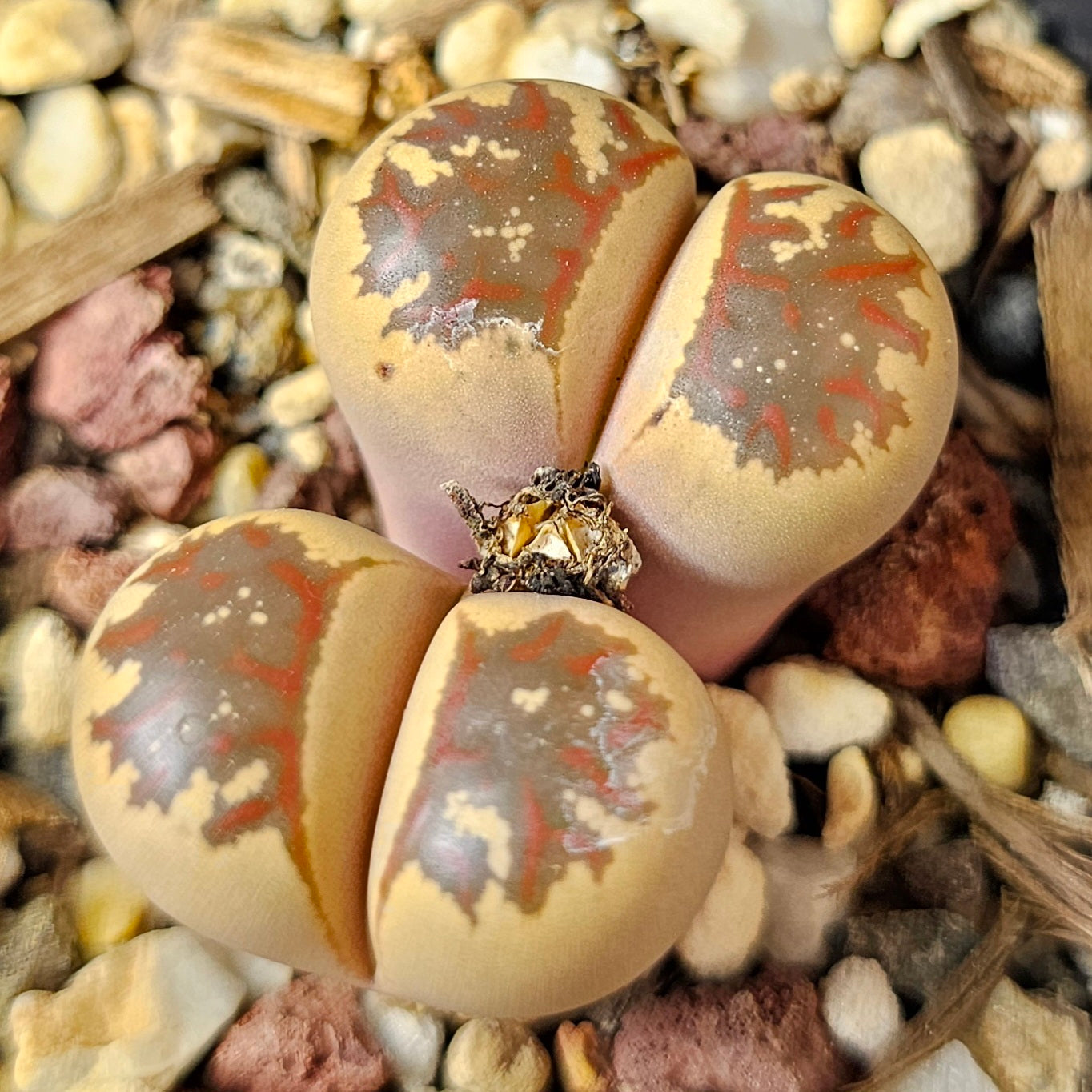 Lithops bundle (4 plants) – Small Wonders Selection
