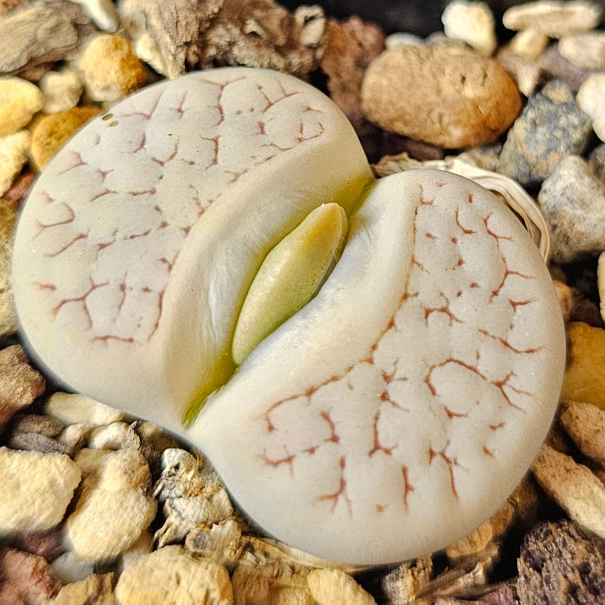 Lithops bundle (4 plants) – Small Wonders Selection
