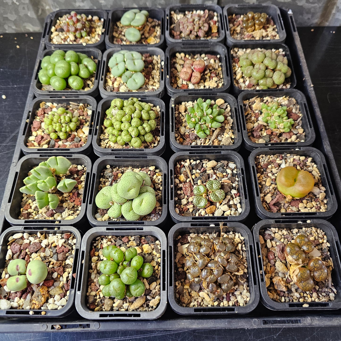 Epic Conophytum Bundle (20 plants)