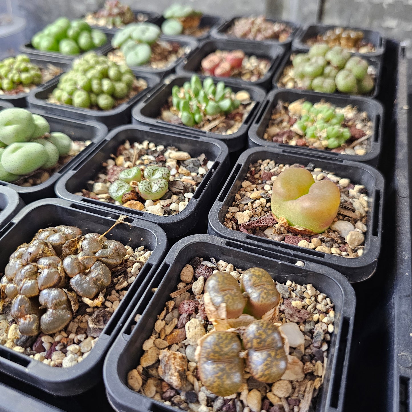 Epic Conophytum Bundle (20 plants)