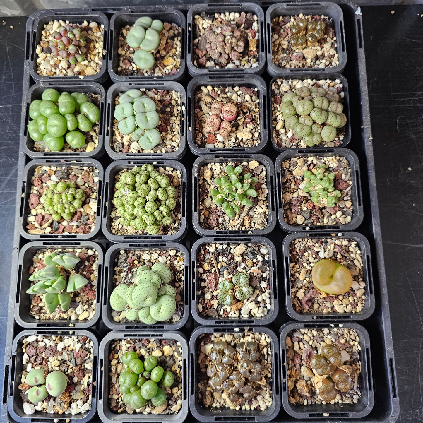 Epic Conophytum Bundle (20 plants)