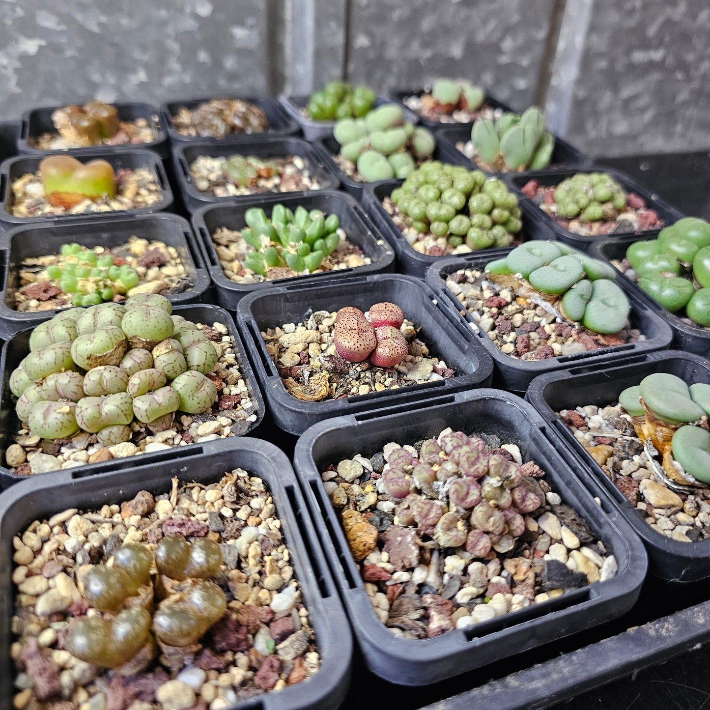 Epic Conophytum Bundle (20 plants)