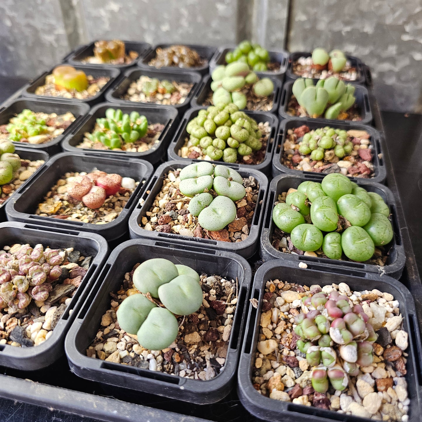 Epic Conophytum Bundle (20 plants)