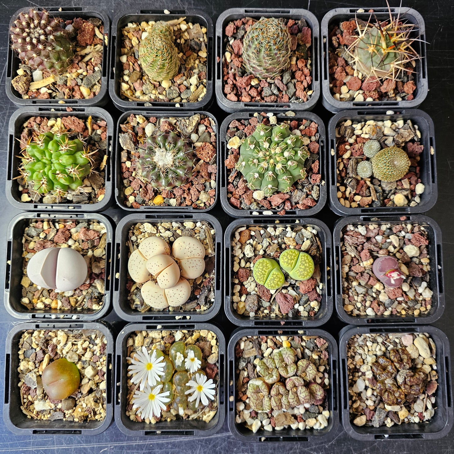 Mega Bundle (16 Plants) - Sugar & Spice Collection