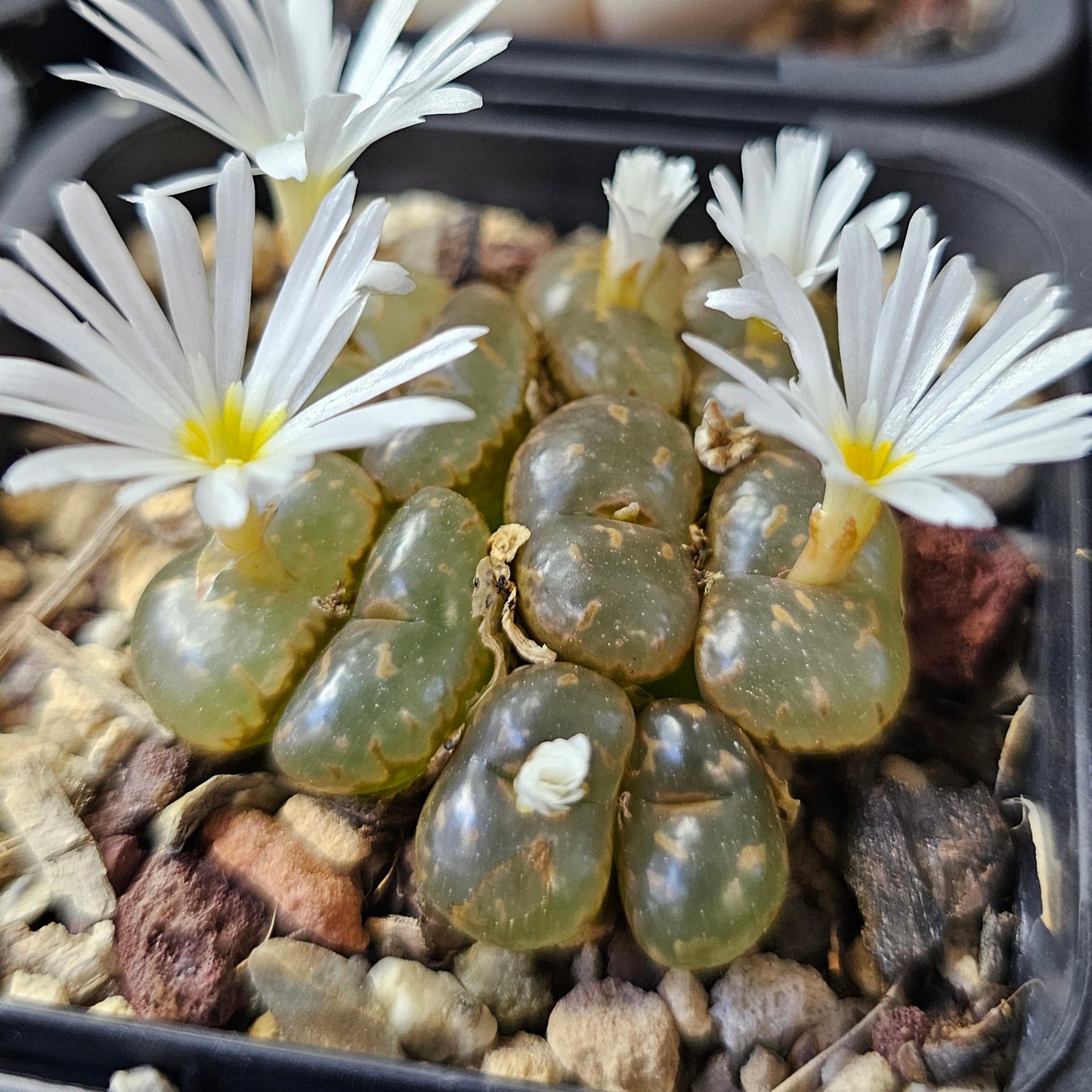 Mega Bundle (16 Plants) - Sugar & Spice Collection