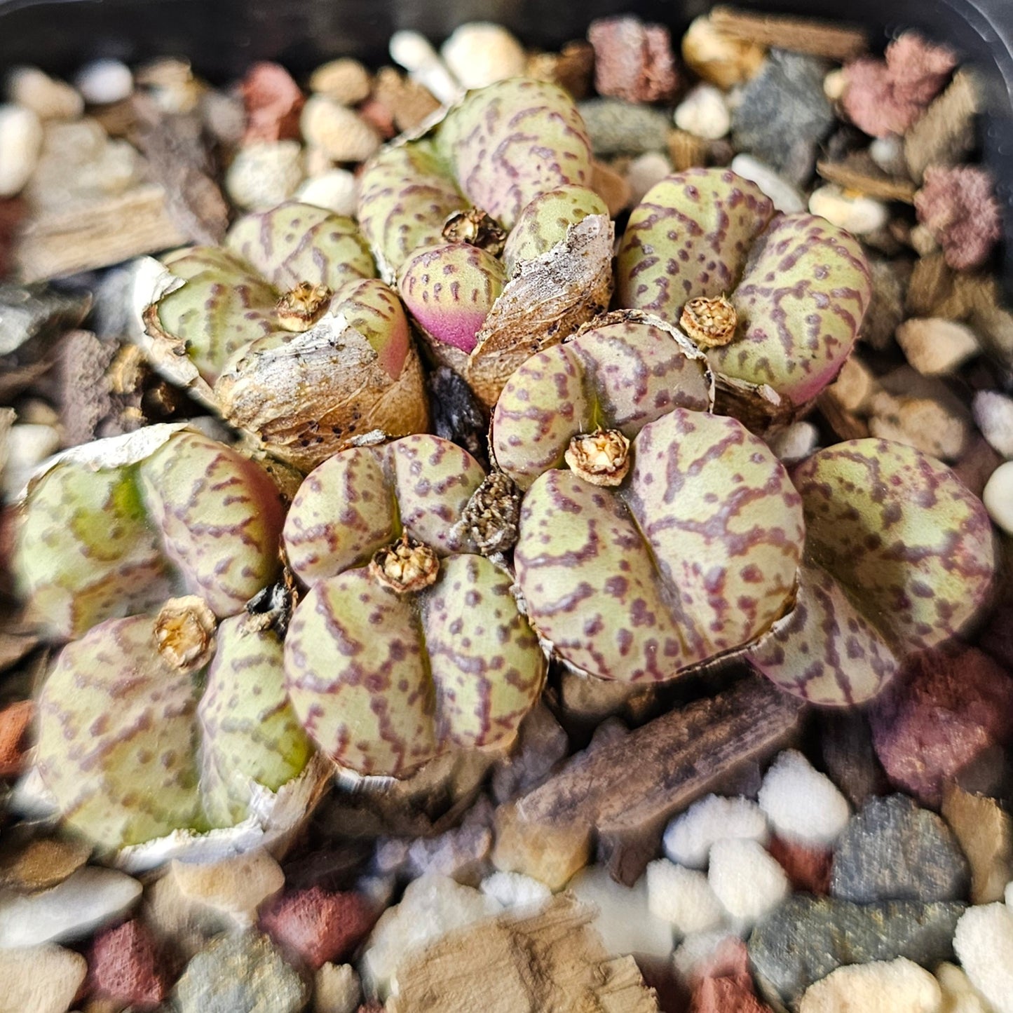 Mega Bundle (16 Plants) - Sugar & Spice Collection